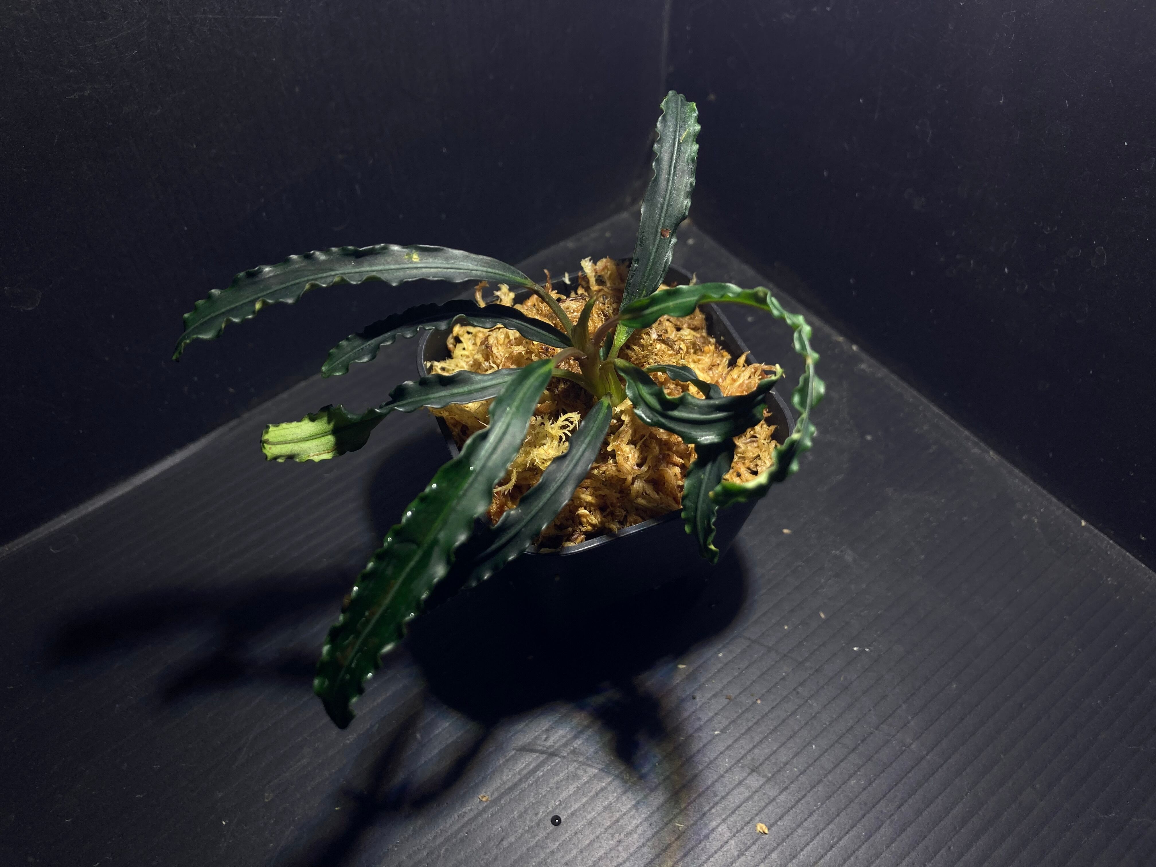 しーころ様確認用］Bucephalandra sp.