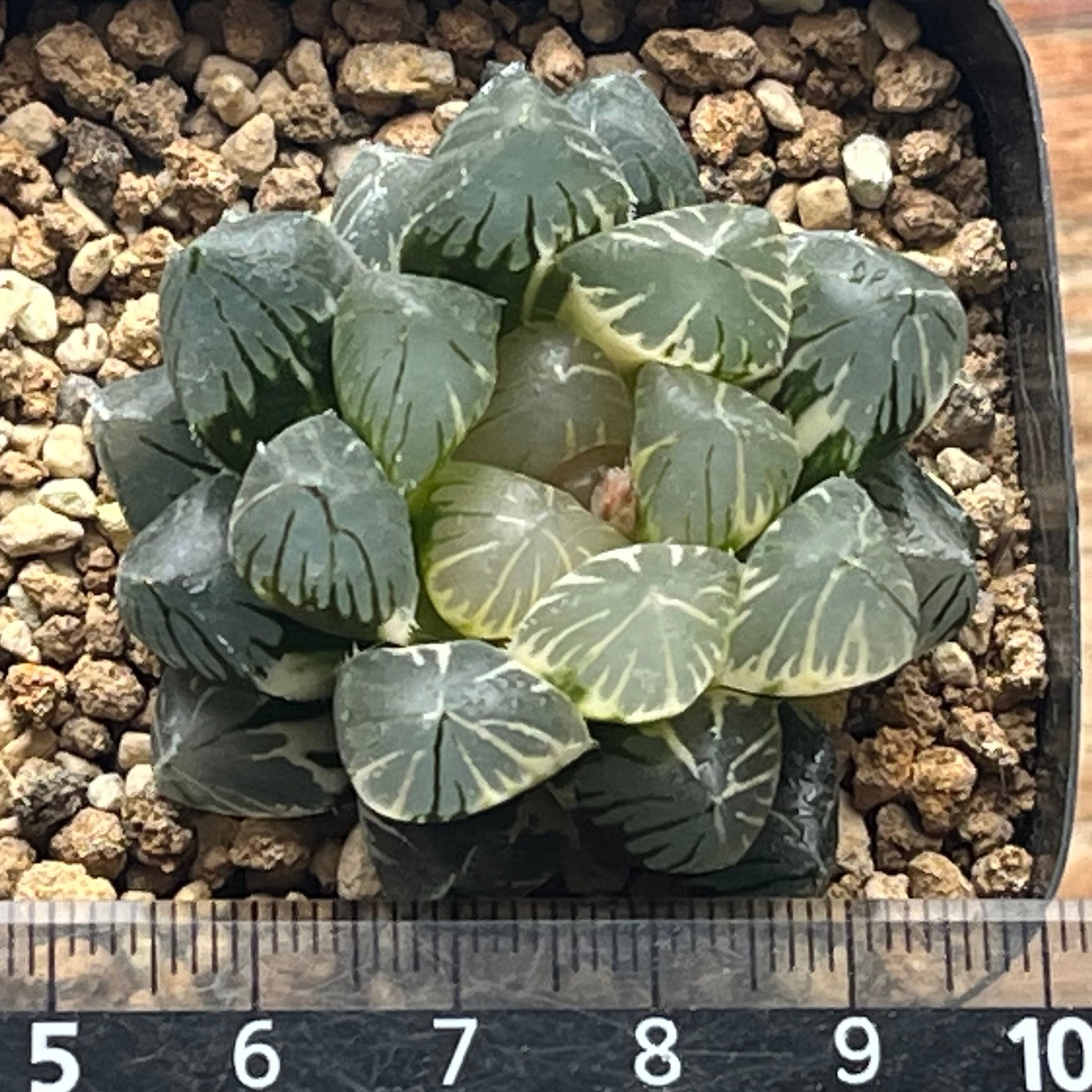 ハオルチア 竜爪 オブツーサ錦 | mocono_plants