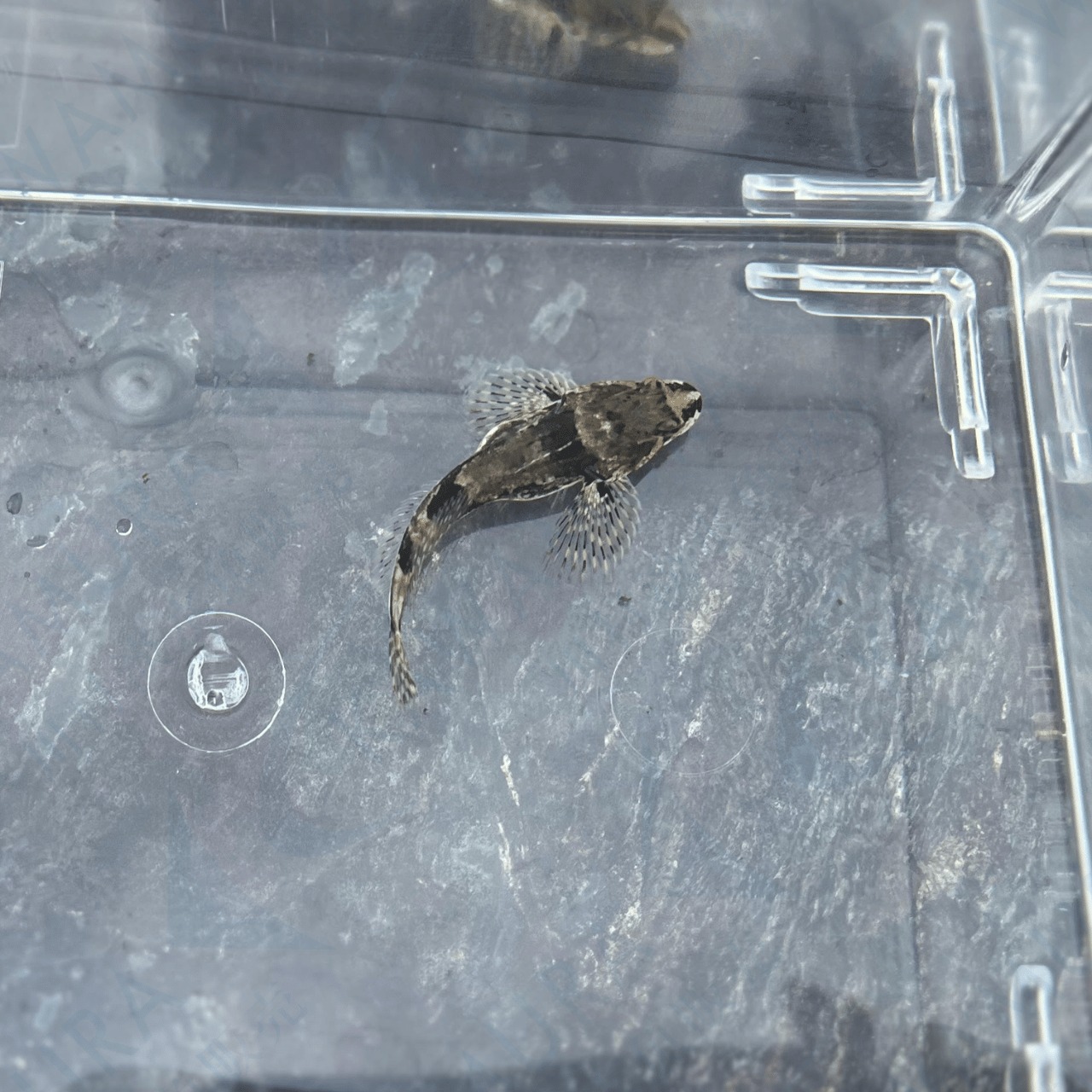 (淡水魚)ヤマノカミ 4cm±(1匹)【生体】
