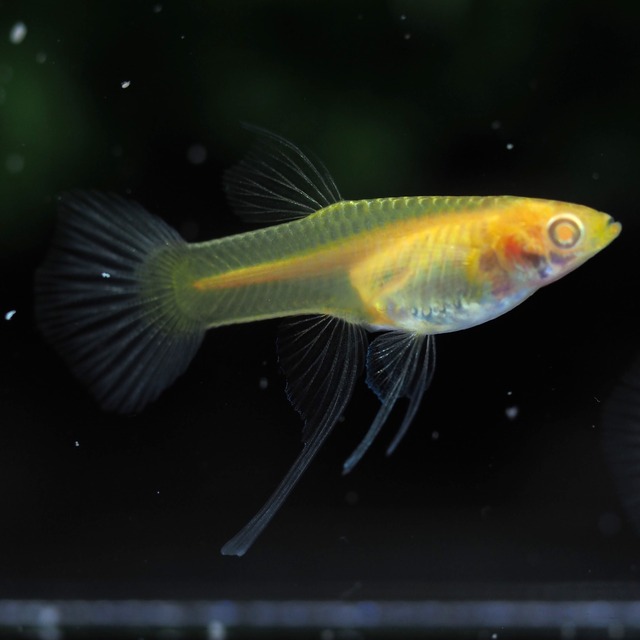 RREAモスコーピンクリボン 若魚1カルテット＋おまけ1ペア＋リボンオス1匹
