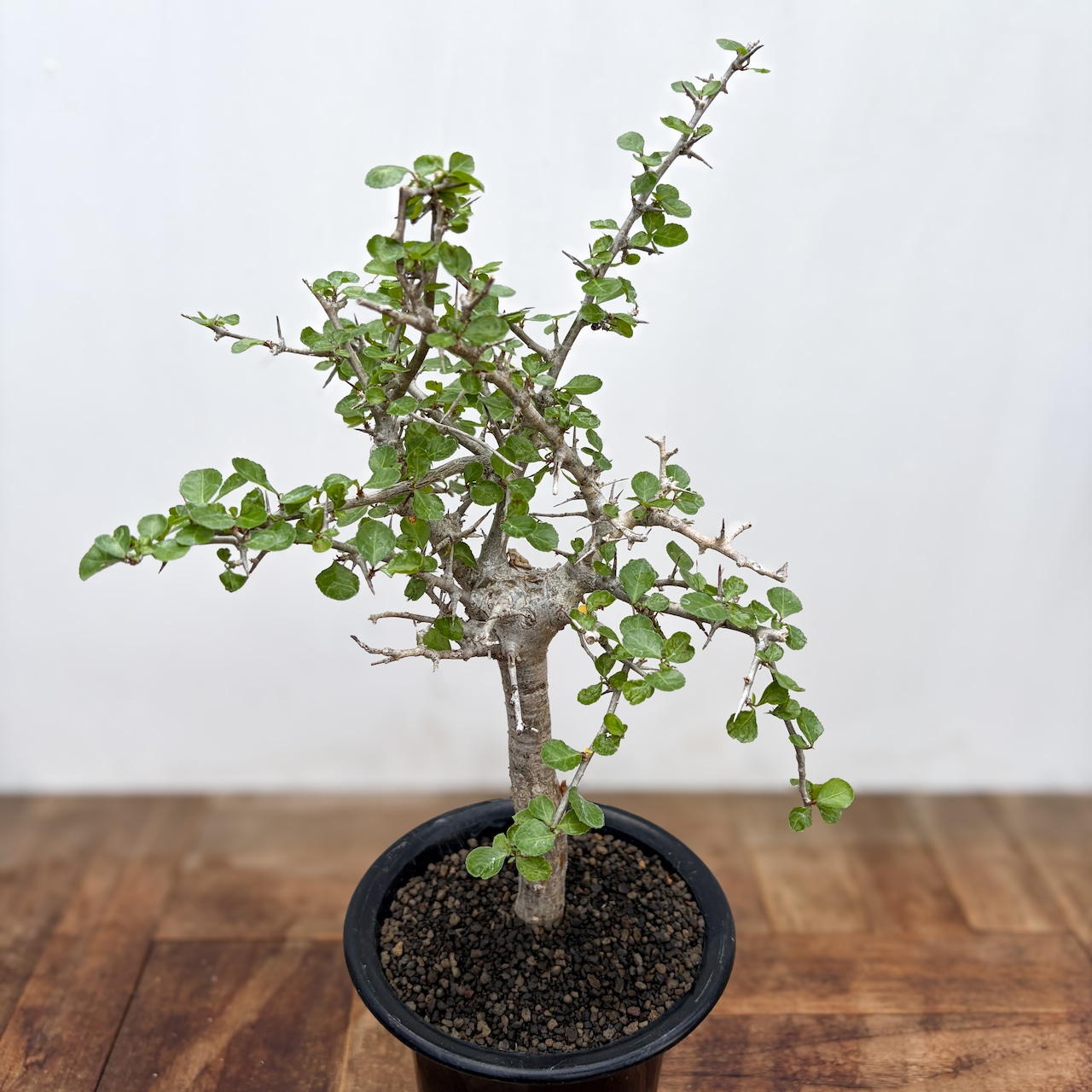 Commiphora orbicularis【コミフォラ・オルビクラリス】