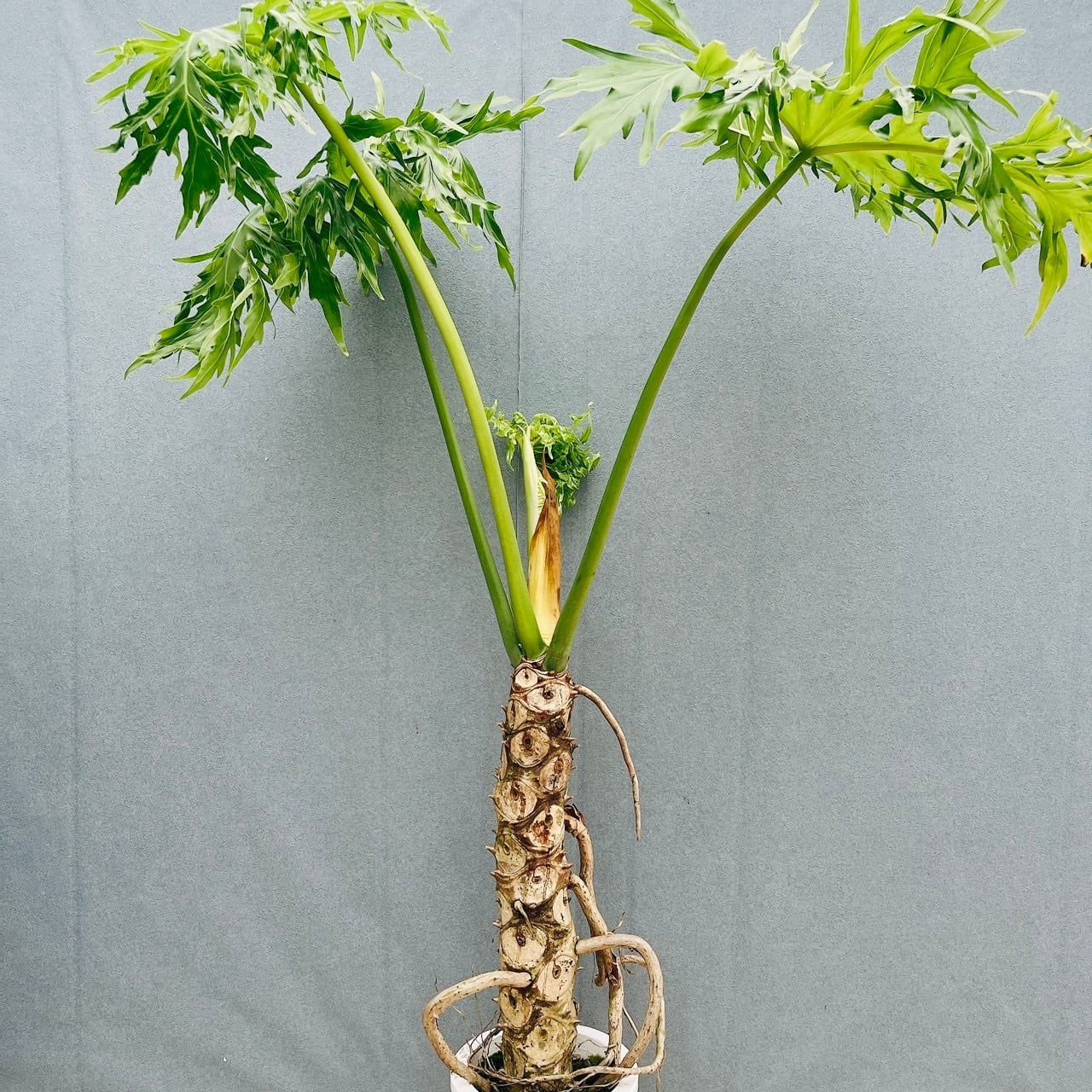 現品］R2 フィロデンドロン セローム 幹上がり 8号 観葉植物 大型 室内