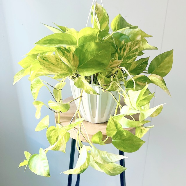 最新品種 ポトス テルノマドンナ 観葉植物 calm cafe