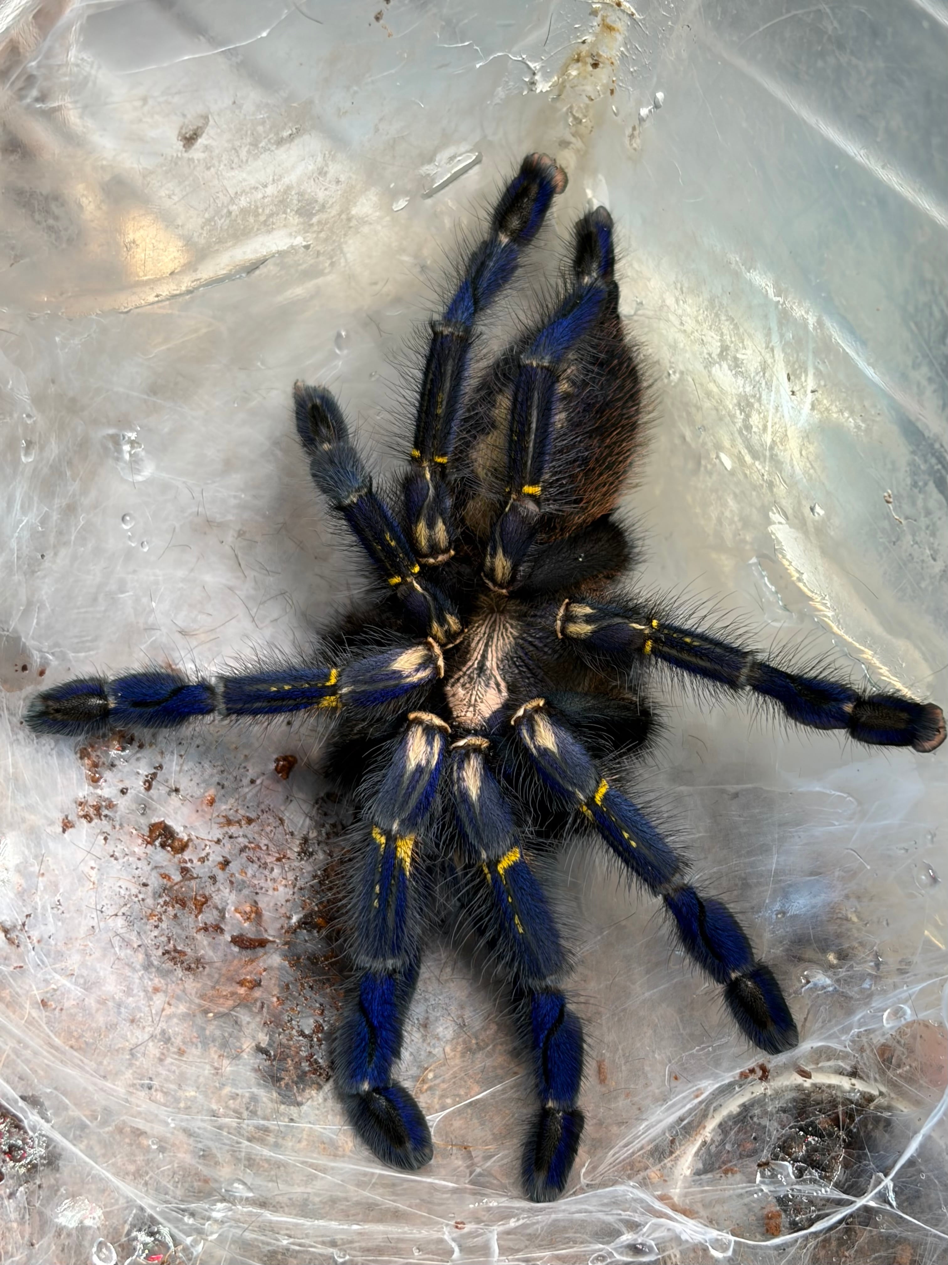Poecilotheria | オモニキチュウ
