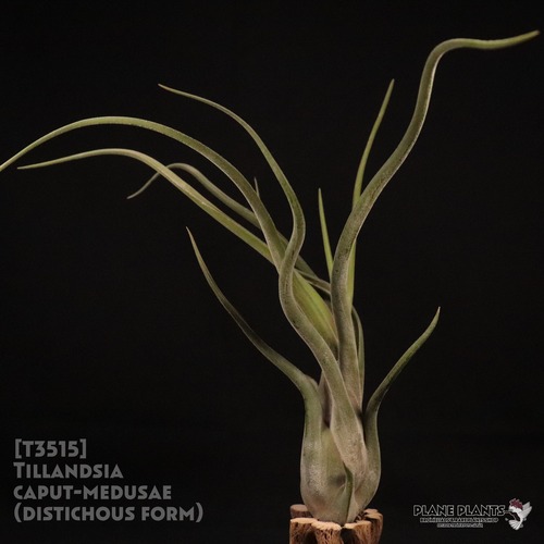 【reserved】caput-medusae (distichous form)〔エアプランツ〕現品発送T3515