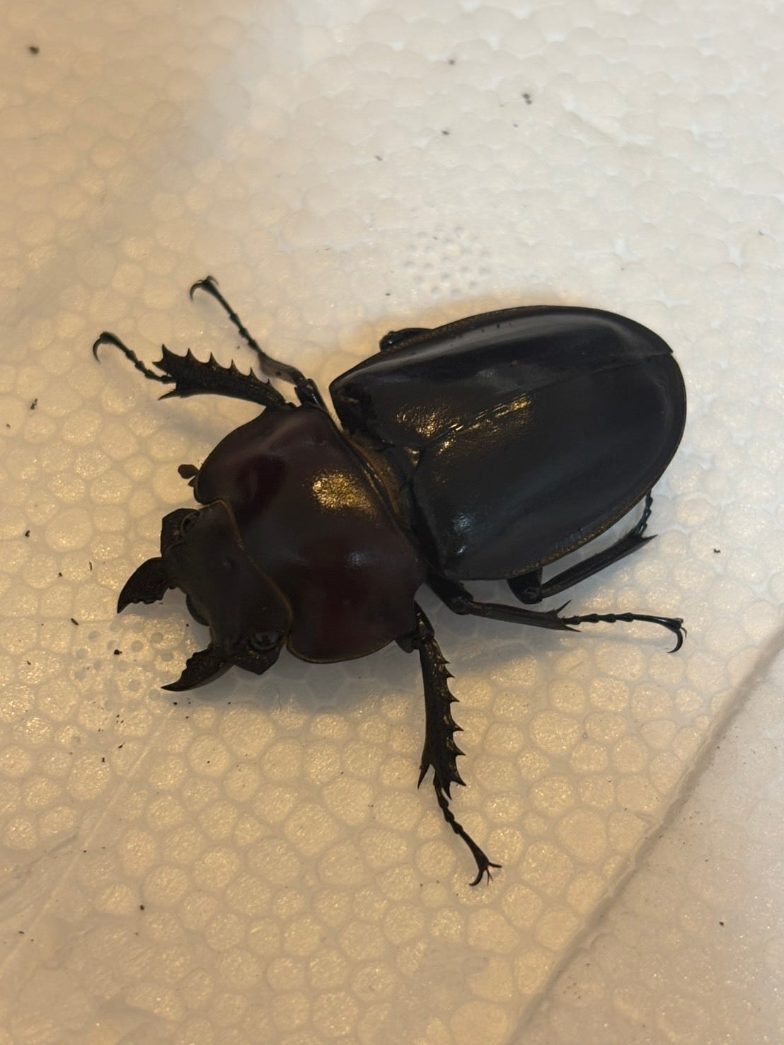 Beetle Shop Hachi