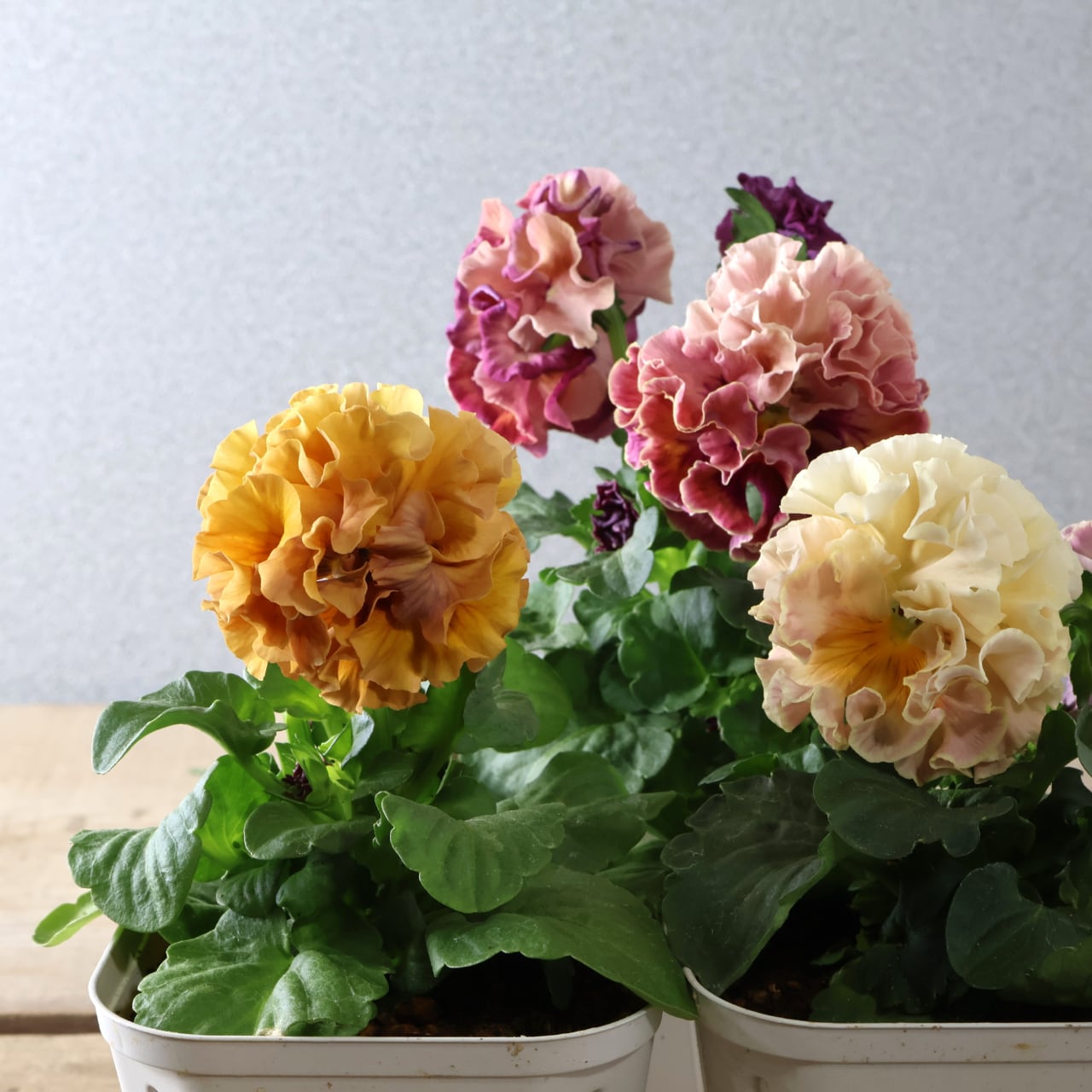 9b3e690e1db38c9a757a0e0bf9b3bd