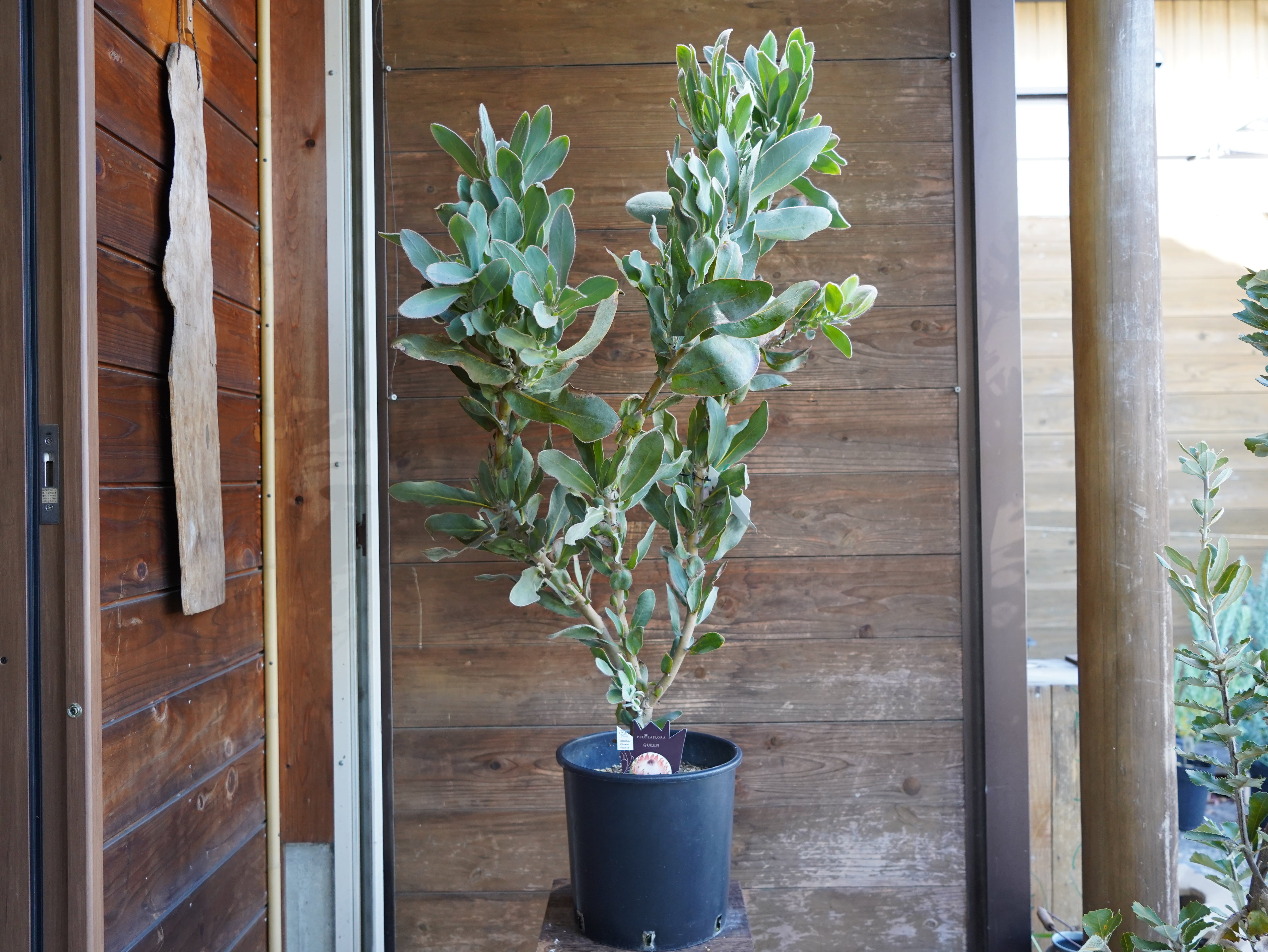 【現物】プロテア　"マグニフィカ"