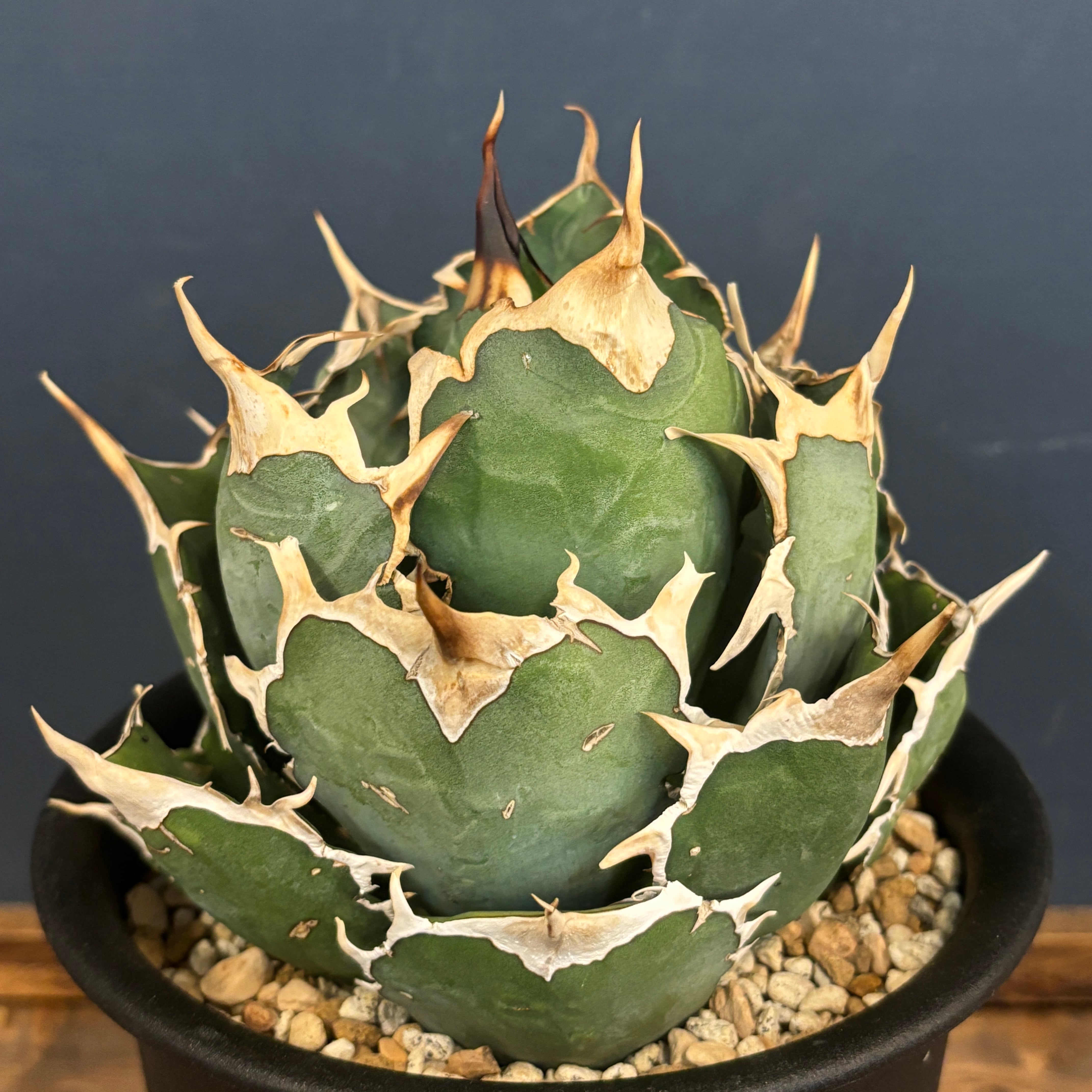 アガベ チタノタ ドラゴンクロー 大株【773】 | PROTOLEAF