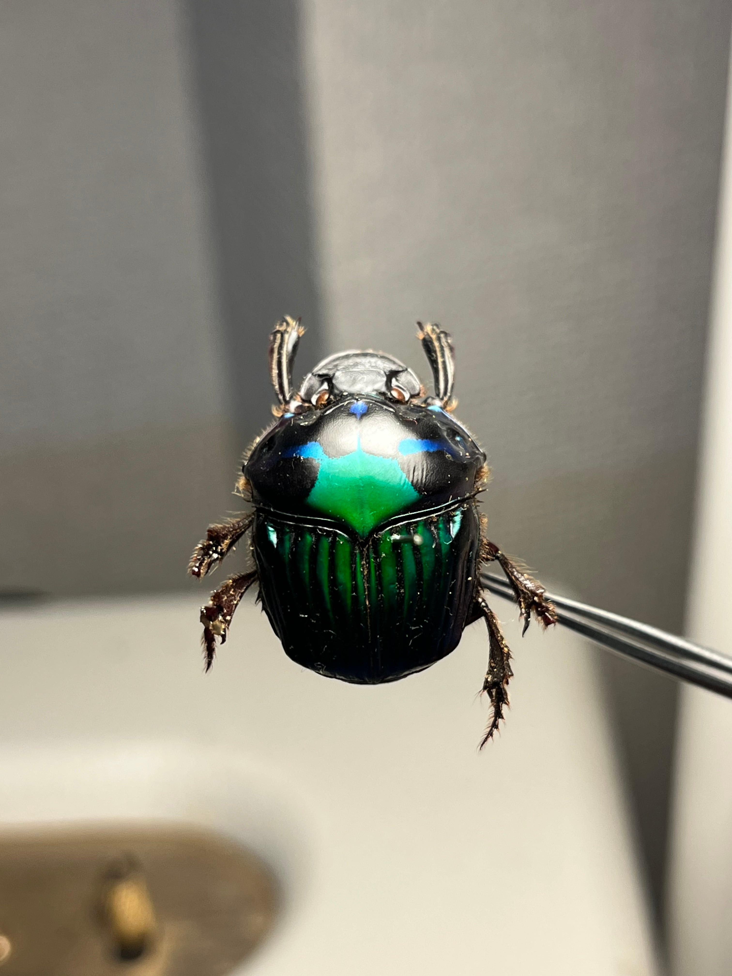 幸運ノ虫】エメラルドツヤダイコクコガネ フンチュウ糞虫昆虫標本甲虫