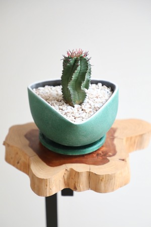 【M】ユーフォルビア ポリゴナ/Euphorbia 　※陶器鉢付き