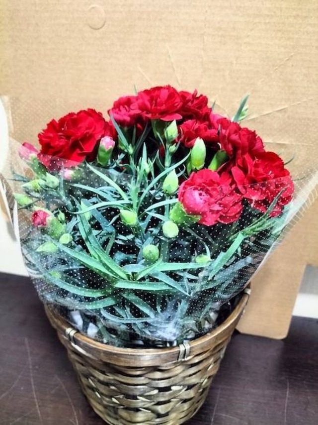 母の日用　カーネンション鉢