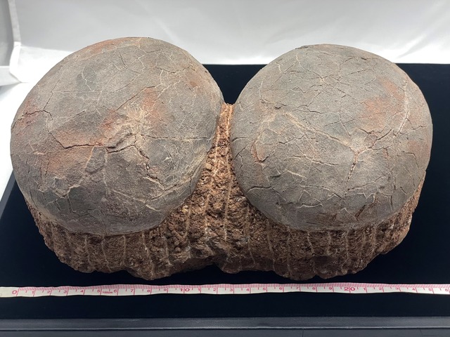 恐竜の卵の化石（レプリカ）