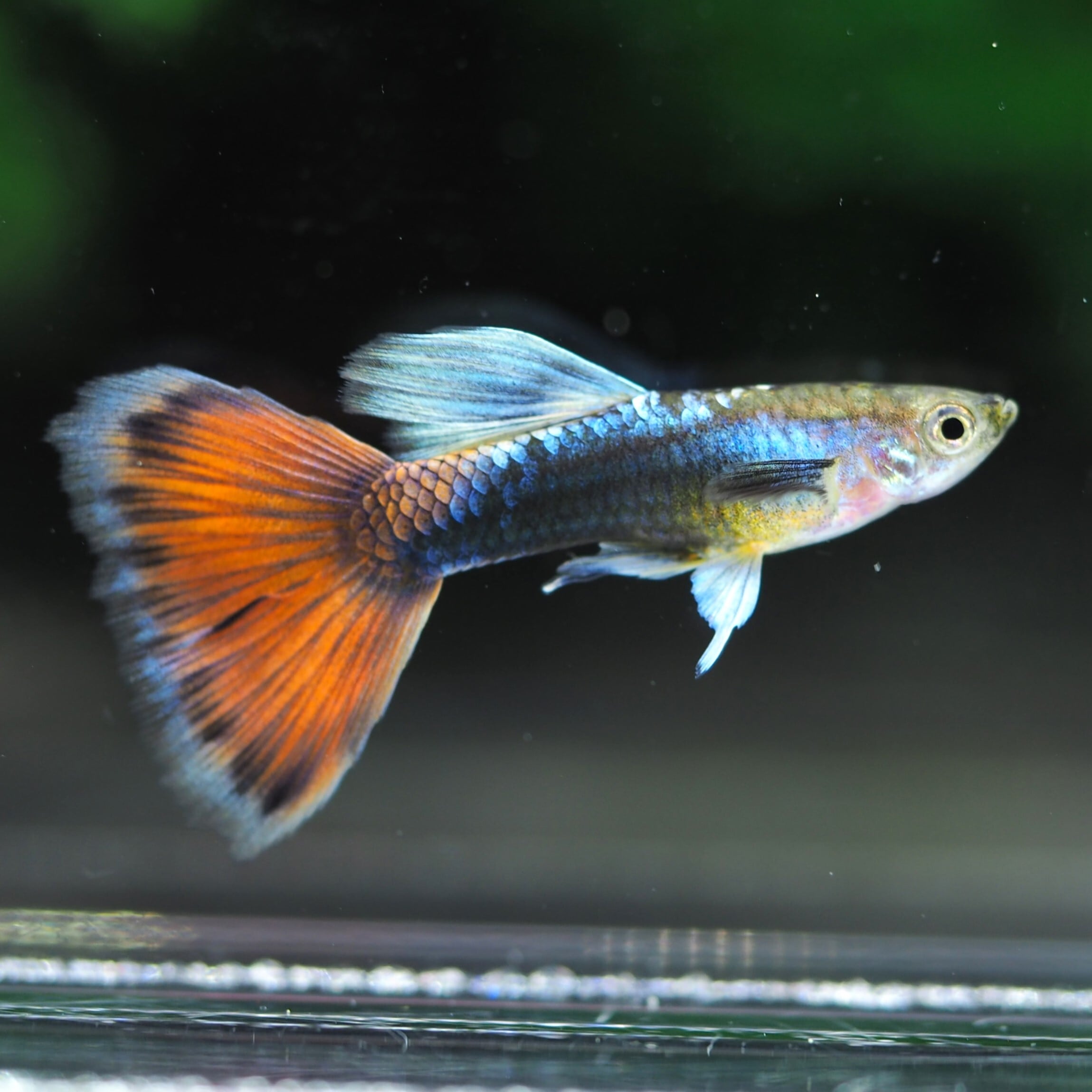 266〉rreaフルレッド 若魚3ペア 4/21うまれ