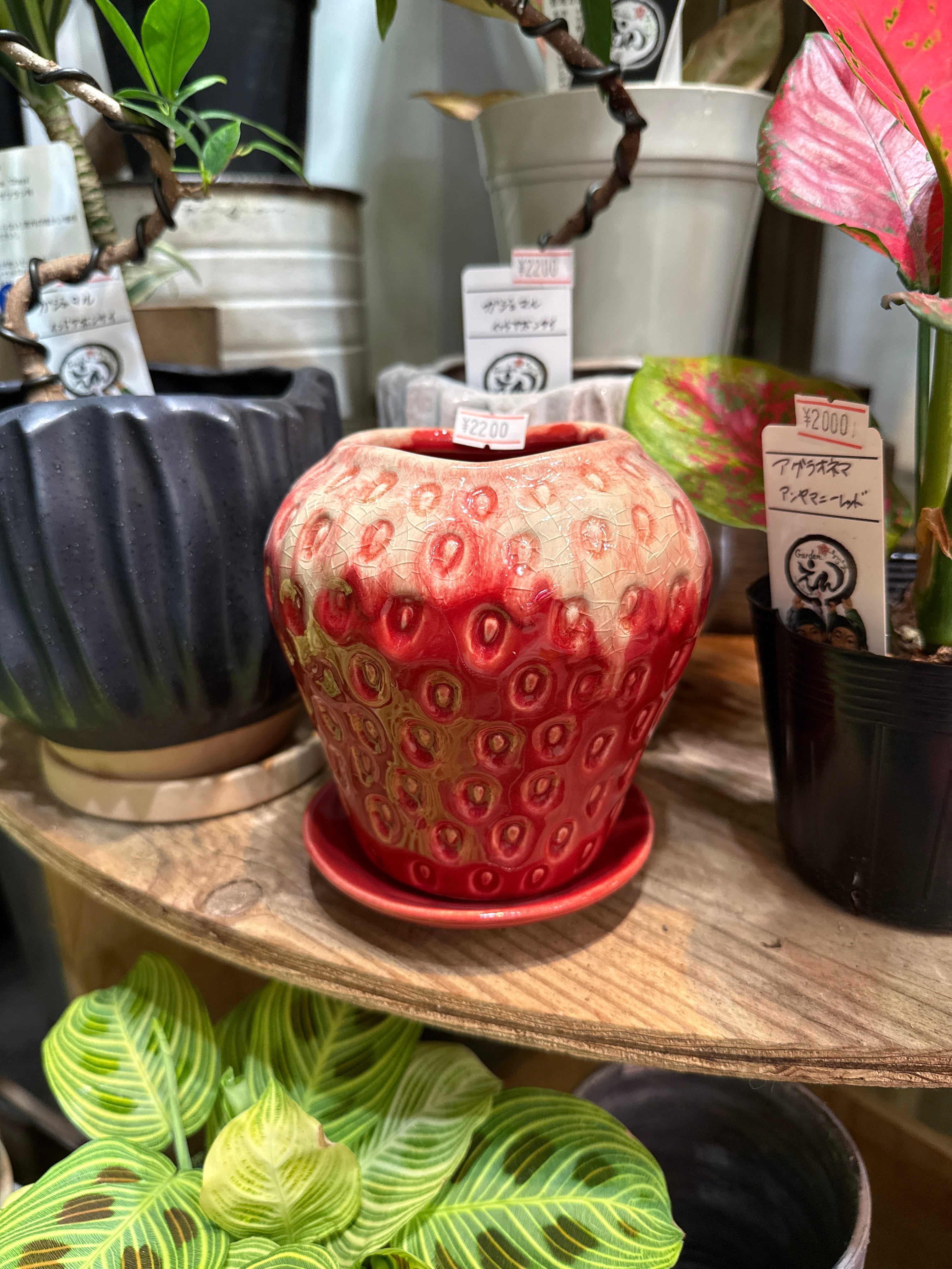 いちご鉢 | Gardenえん 【観葉熱帯植物】