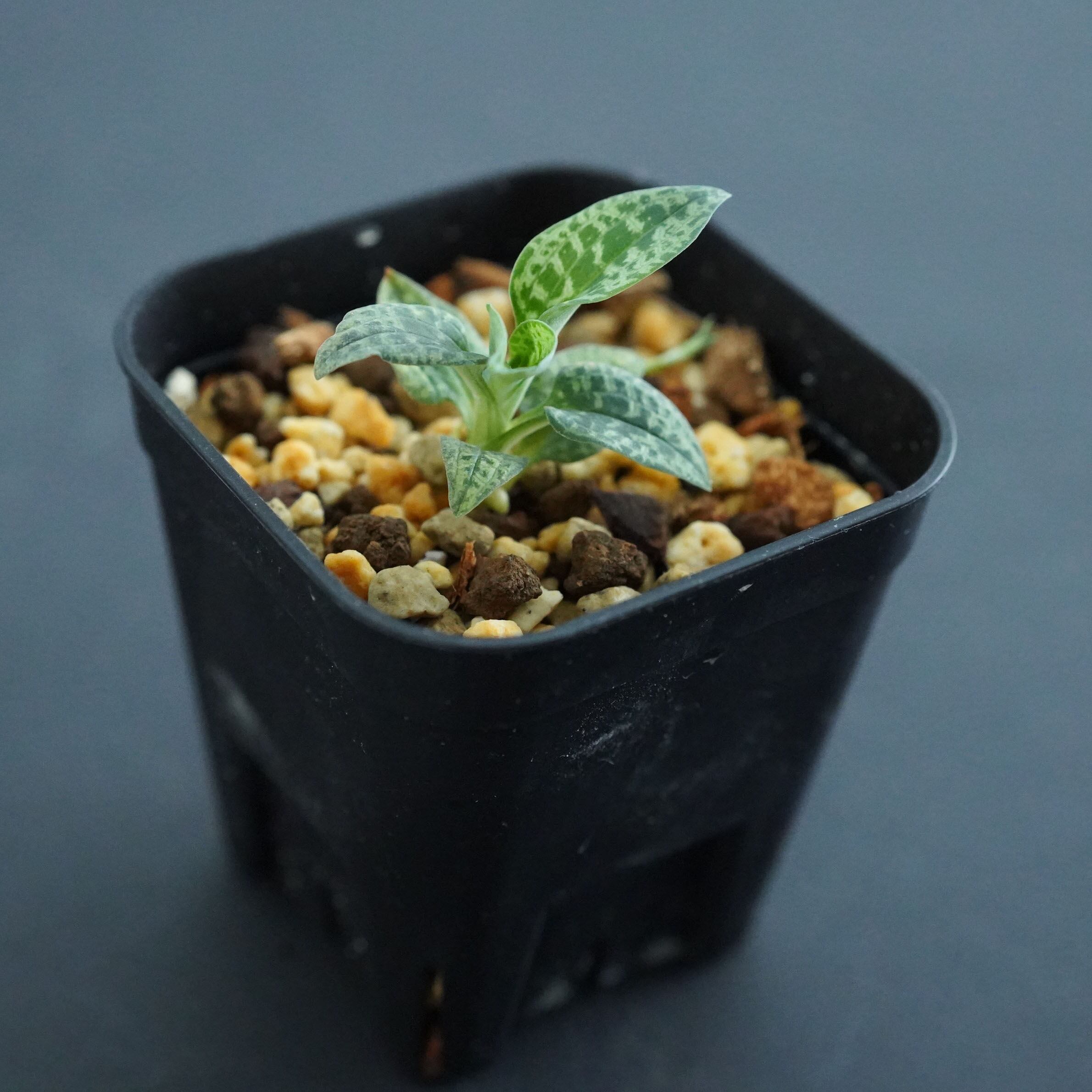 b*2様 ミヤマウズラ ジュエルオーキッド 黄金斑 熱帯植物 原種ベゴニア テラ b*2様 ミヤマウズラ ジュエルオーキッド 黄金斑 熱帯植物 原種