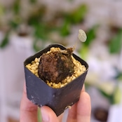 Stephania kaweesakii / ステファニア カウィーサキー㊻/ 観葉植物