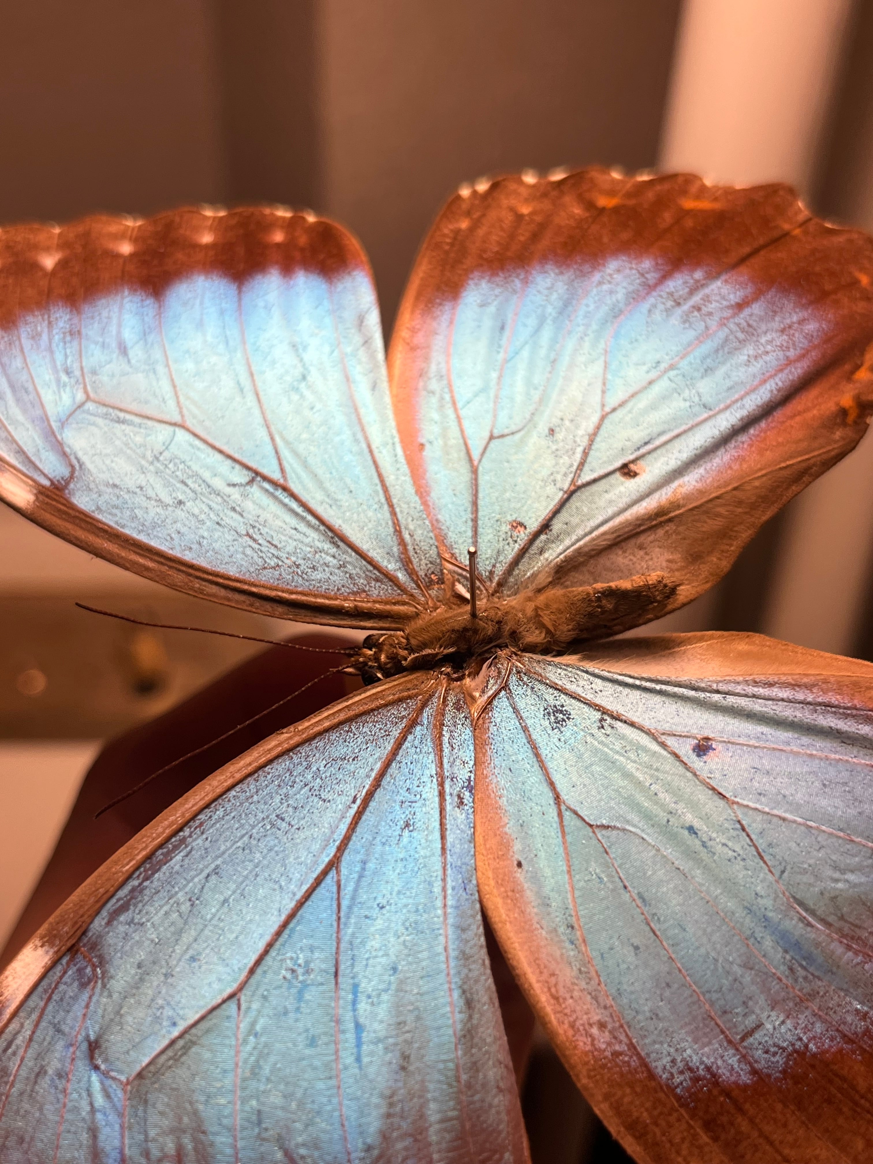 ペレイデスモルフォ 外国産蝶標本 標本 蝶 野外採集品 モルフォ