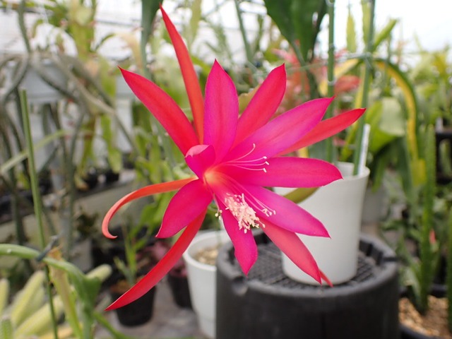 Epiphyllum hybrid 'Fruhlings Stern'　鉢直径１１．５ｃｍ　あんどん仕立て