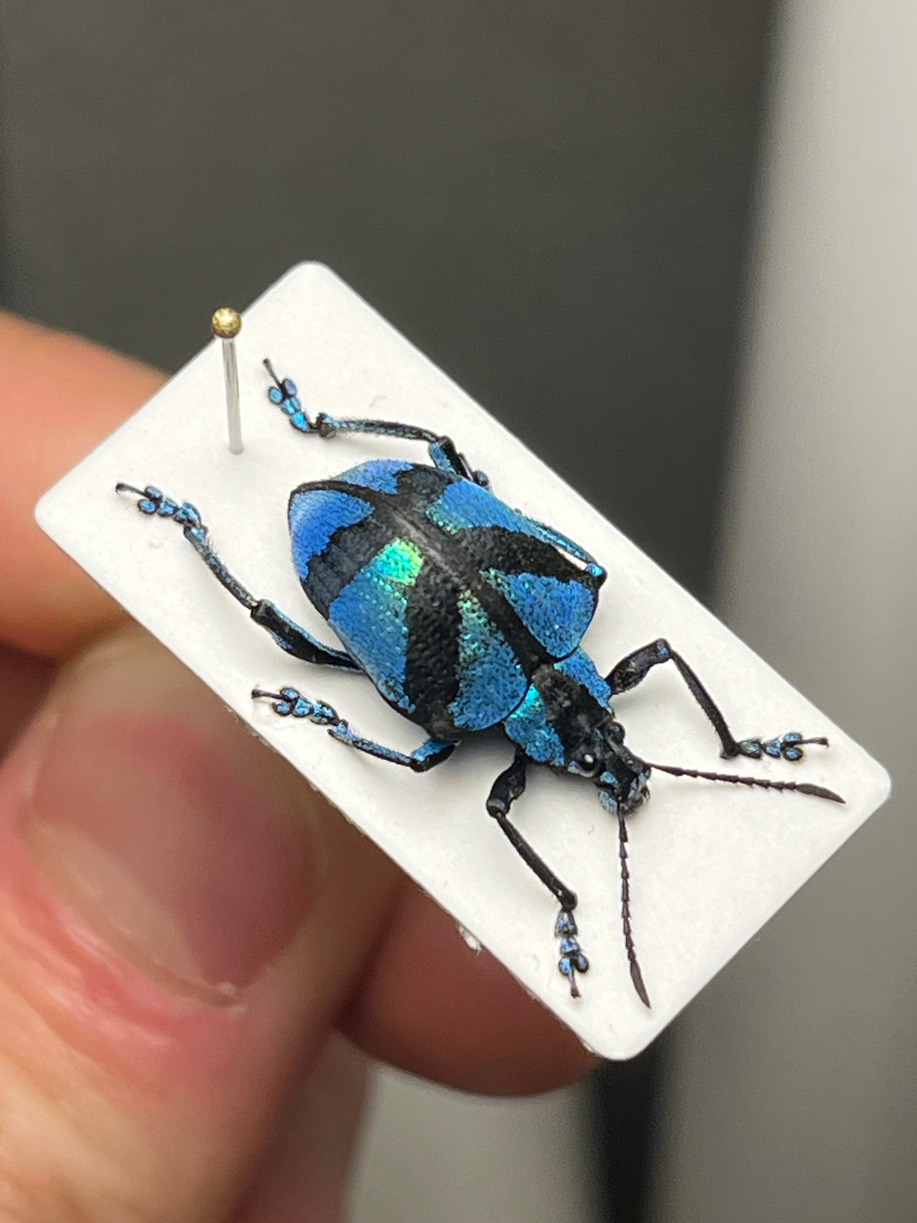 塊根植物の図鑑 洋書 コーデックス パキポディウム ペラルゴニウム