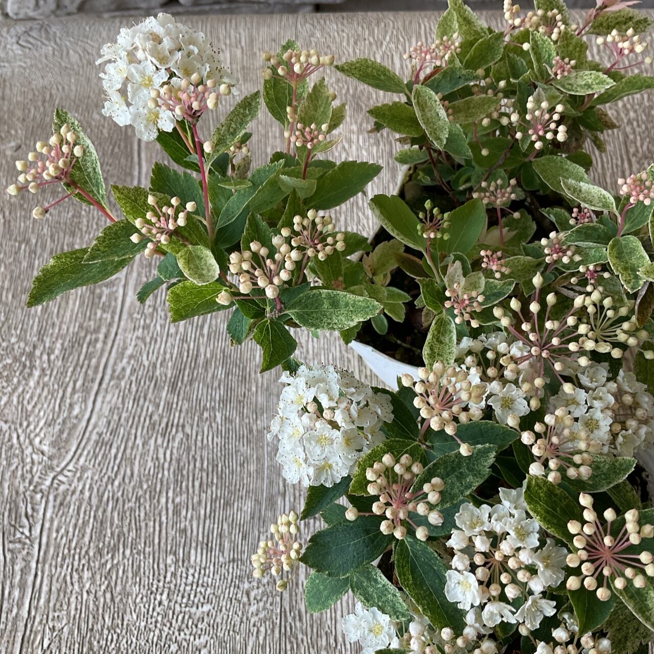 桜でまり ピンクアイス 橋本種苗園