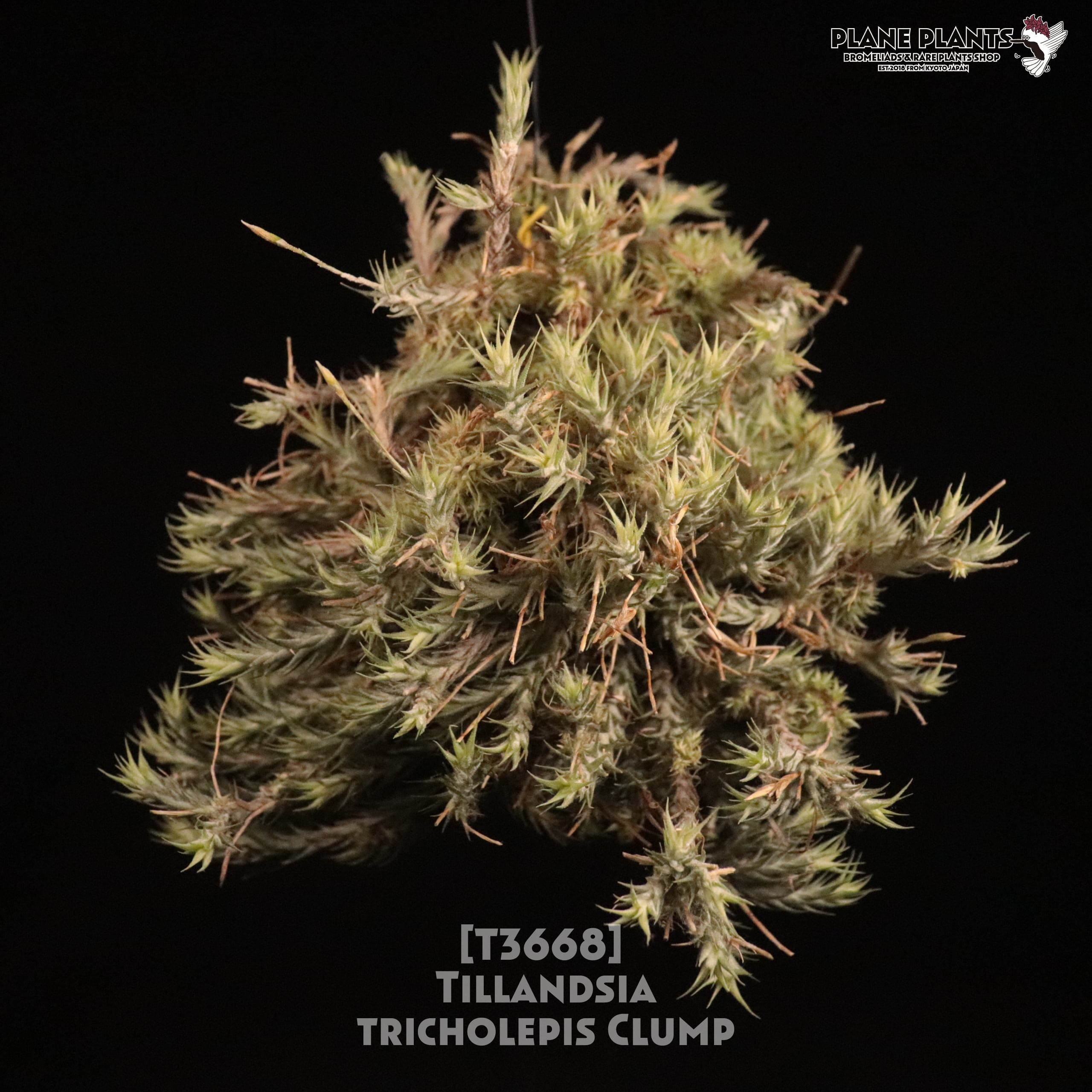 送料無料】tricholepis Clump〔エアプランツ〕現品発送T3668 | plane