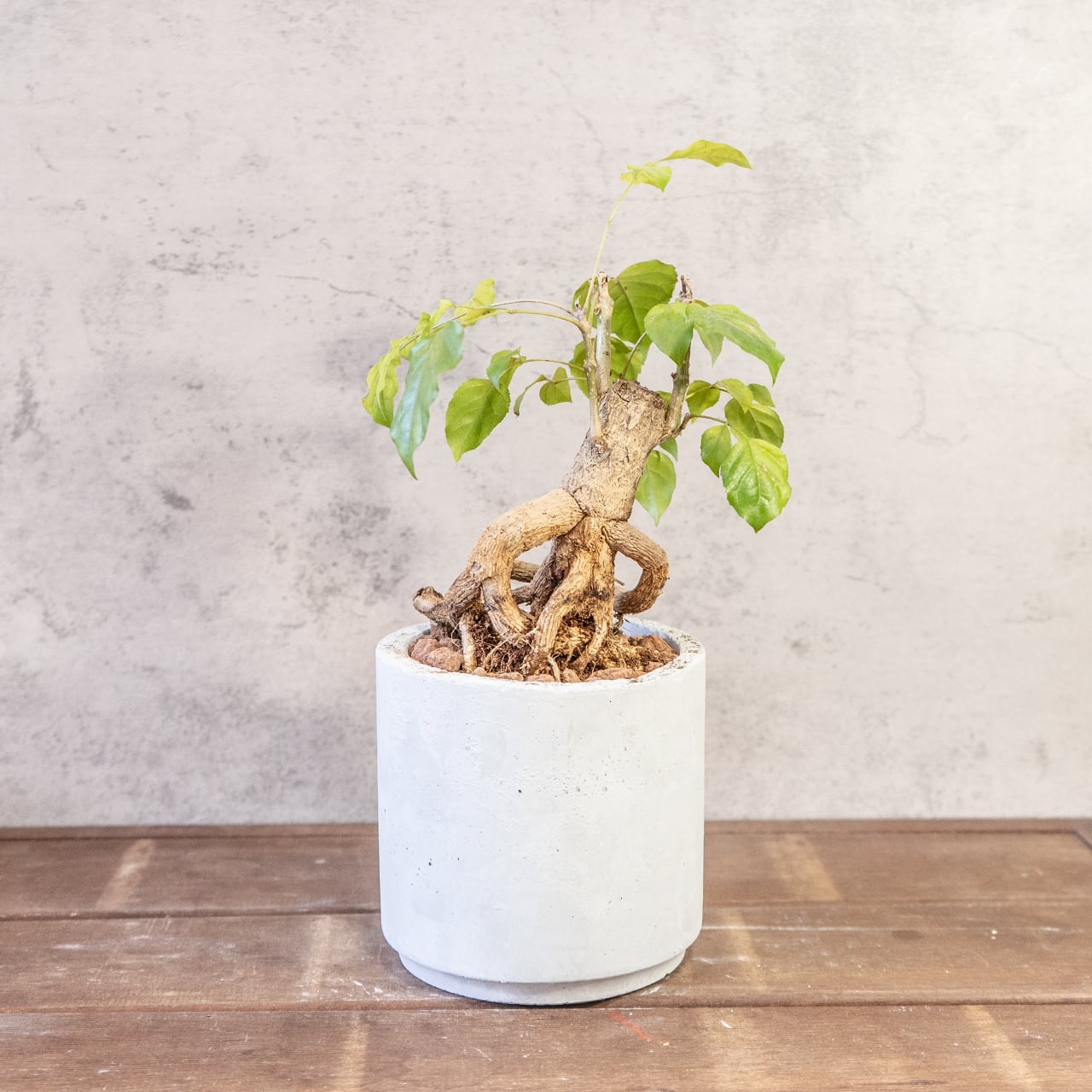 【古木の風格漂う塊根】個性派ヘテロパナックス。都会的な手づくりモルタル鉢。置くだけで絵になる存在感。|虫発生抑制
