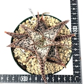 アロエ ソマリエンシス【959】