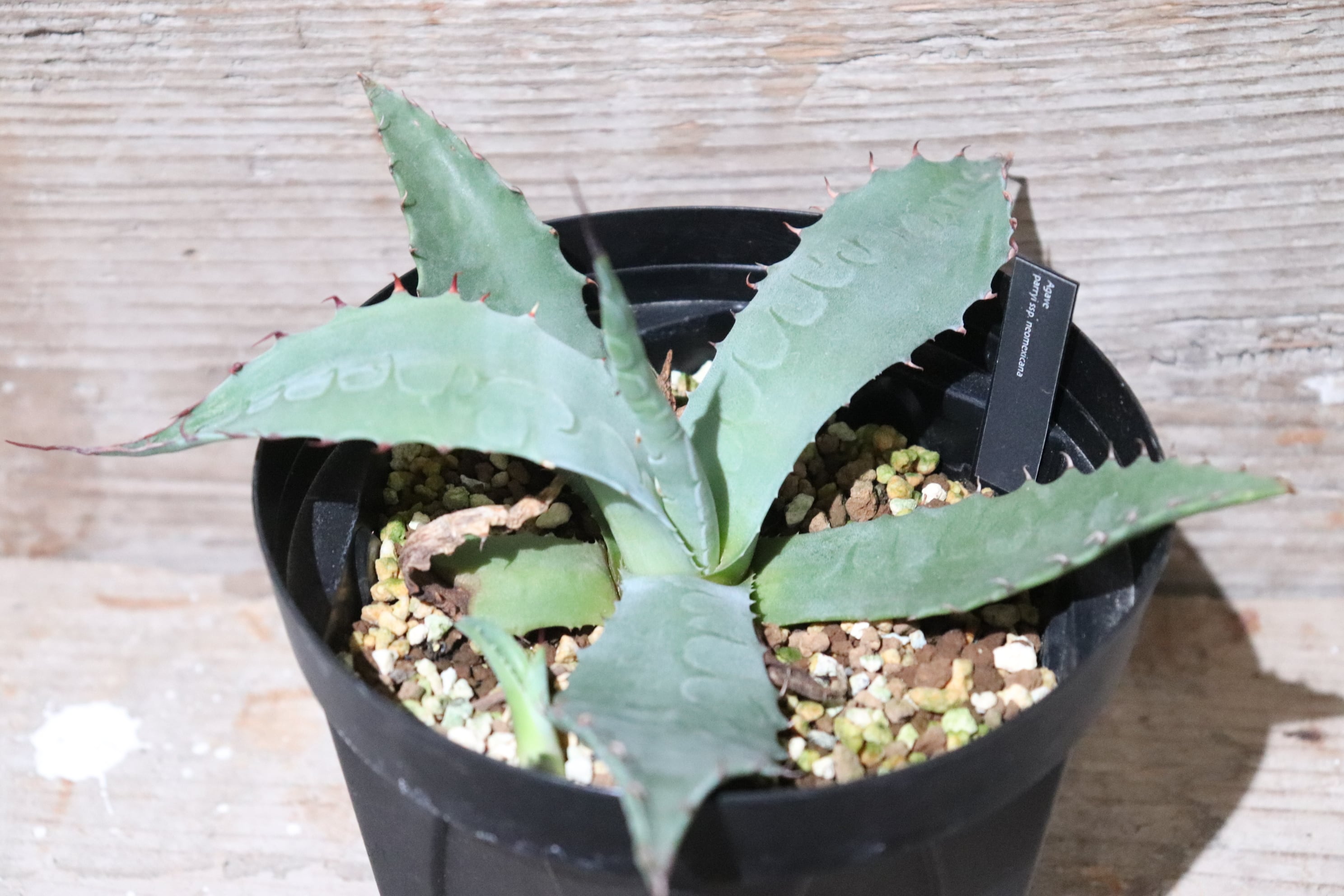 送料無料】Agave parryi ssp. neomexicana〔アガベ〕現品発送AG0009