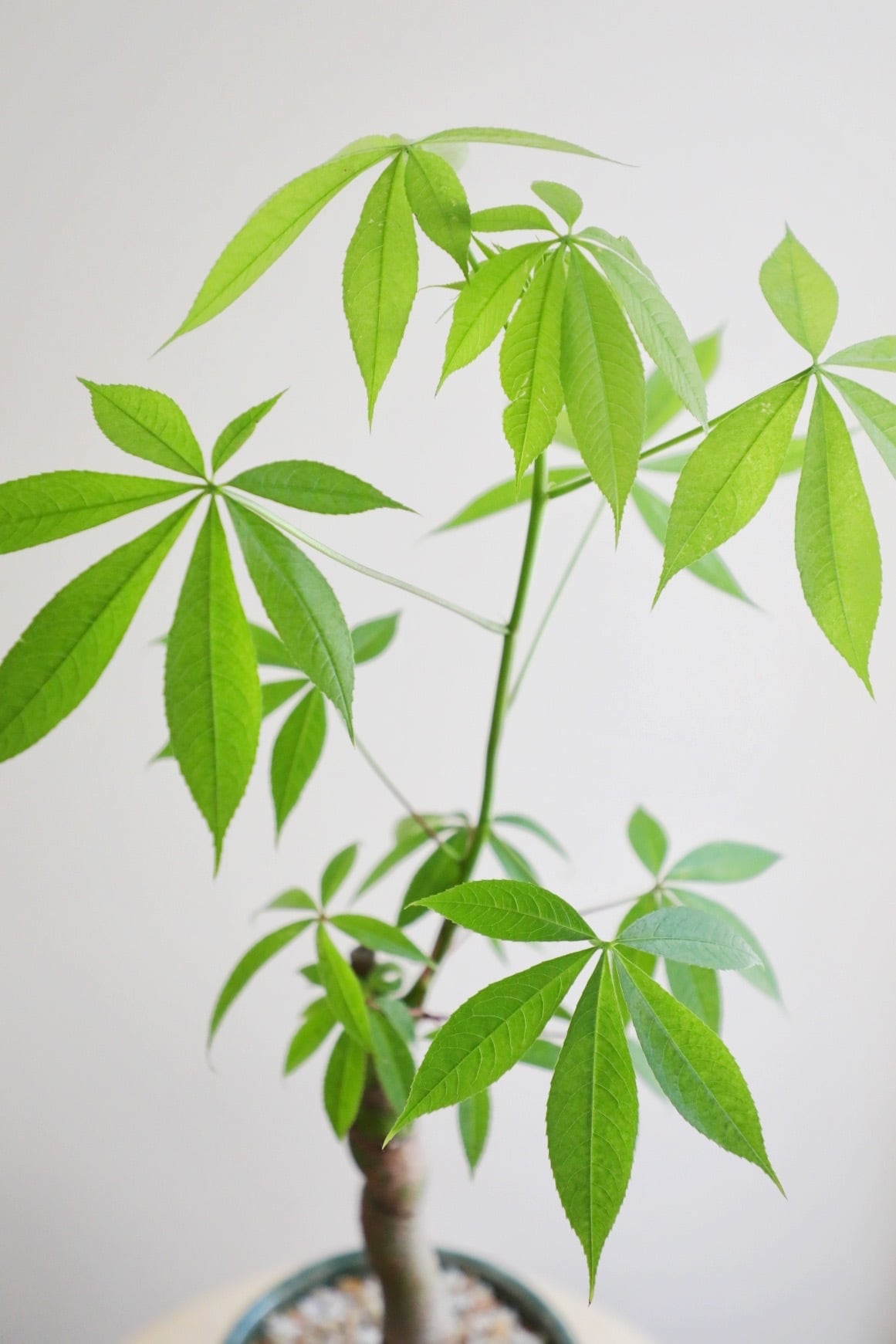 M】トックリキワタ/Ceiba speciosa | 【厳選植物・器】MIDORI DOUMEI