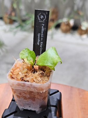 P.willinckii King Crown sporelings 【artPLANTs/PLANTS GARAGE 】ビカクシダ#Platycerium