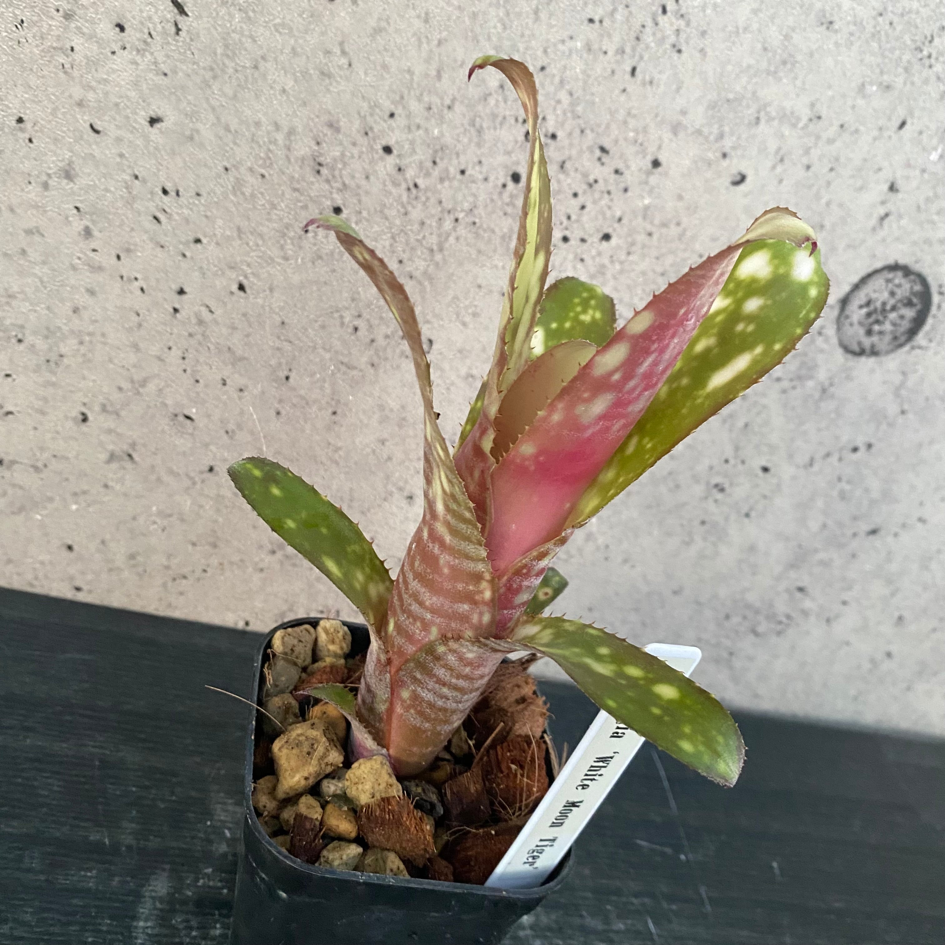 タンクブロメリア | Planet Plants プラネットプランツ