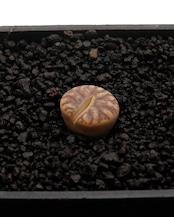 カット苗 線柘榴(紅珊瑚) Lithops bromfieldii 'Red Coral'