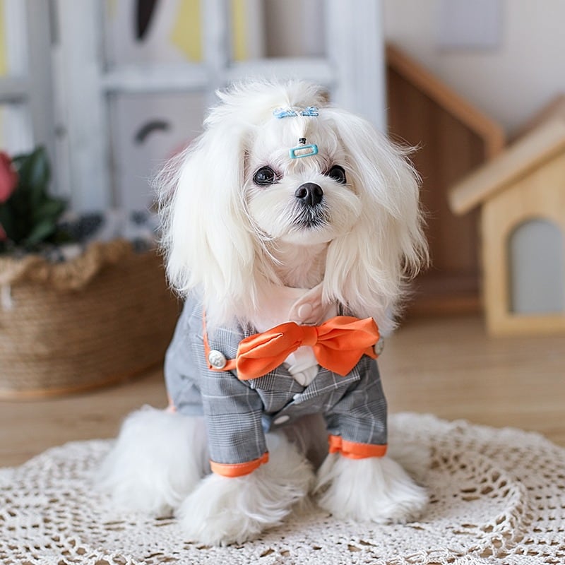 ウェディングドレス ポメラニアン タキシード 大型犬もOK グレーに