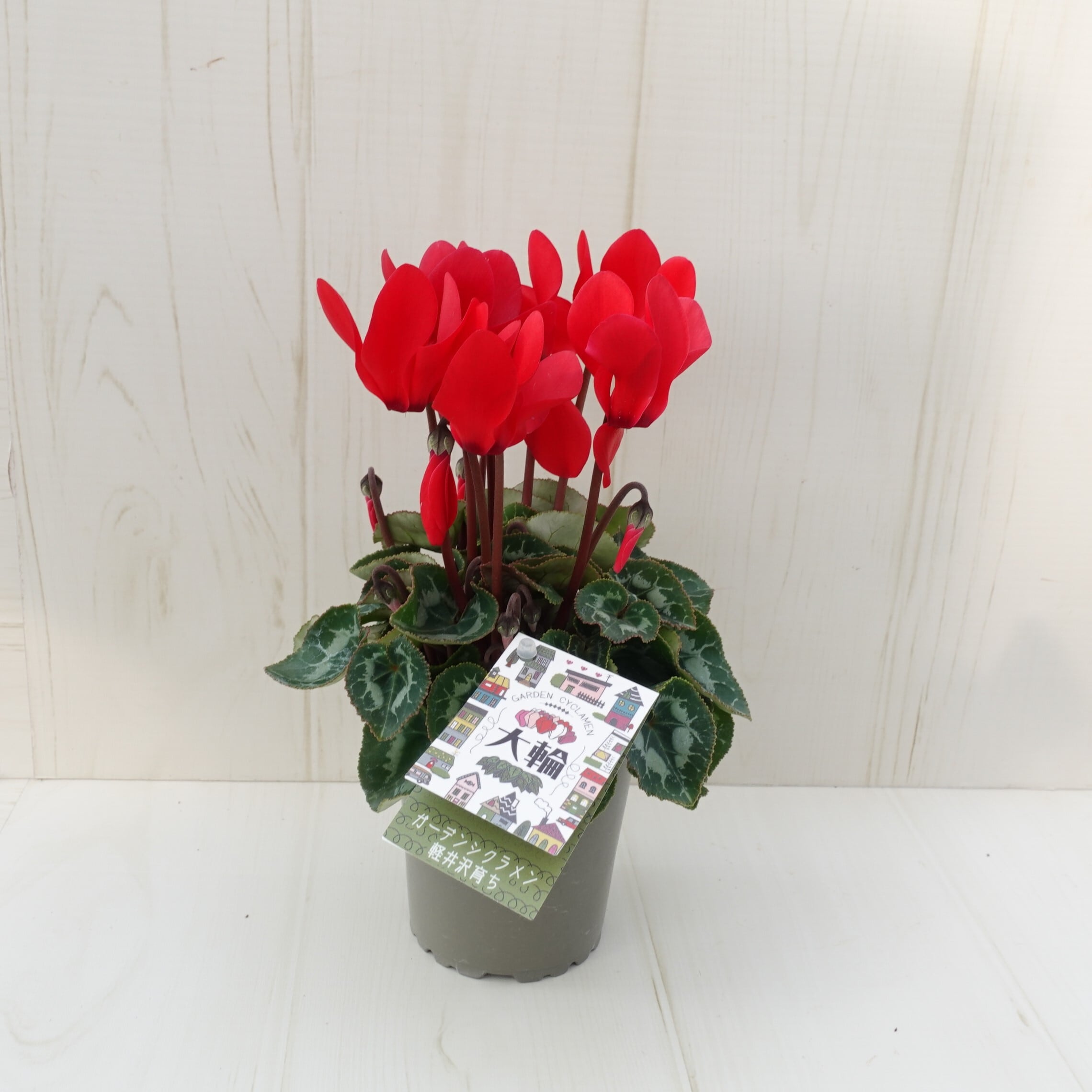 ≪たけいち農園産≫ガーデンシクラメン【大輪】見計らい3株 [サイズ