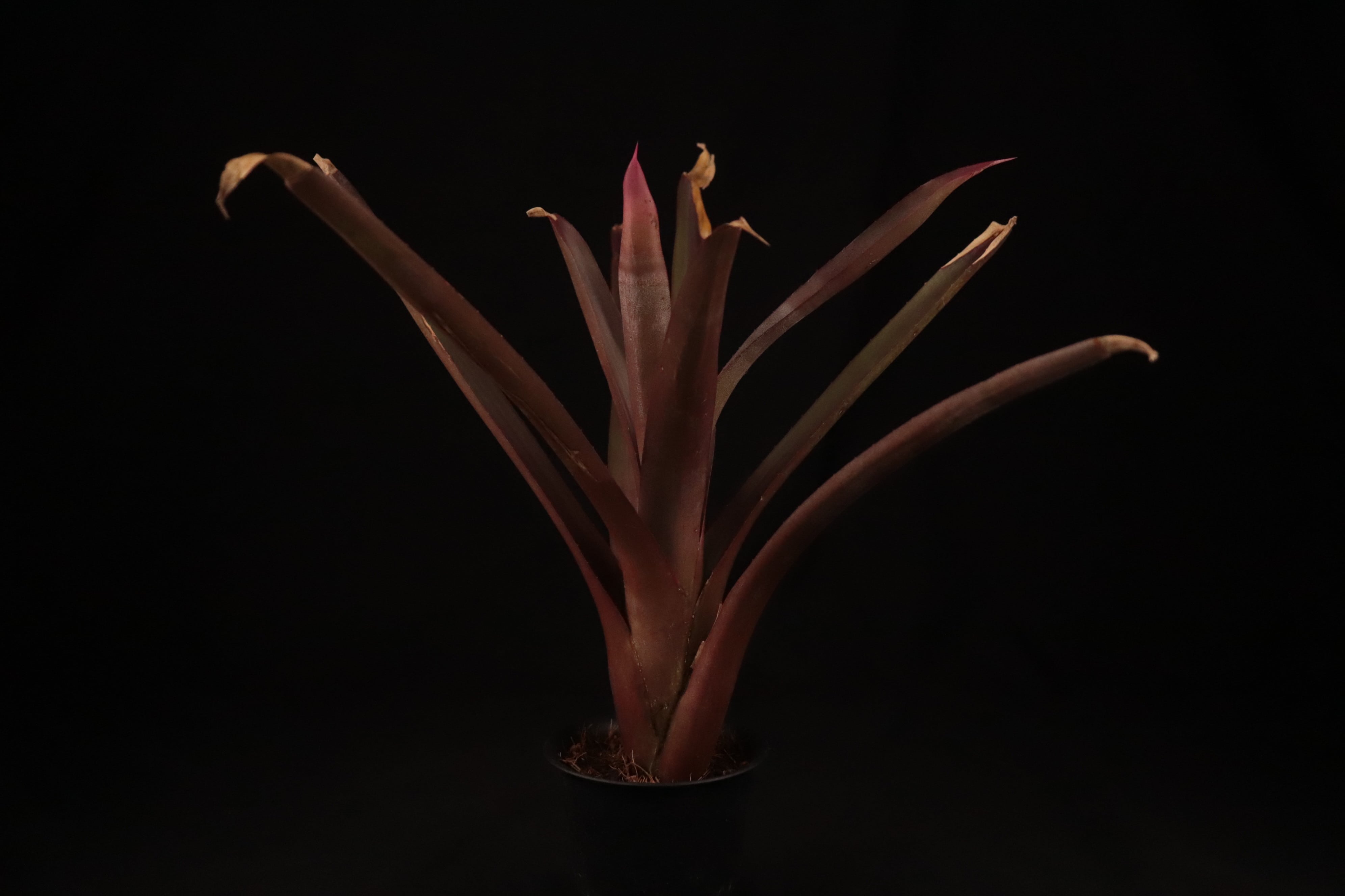 送料無料】Neoregelia bahiana Pink〔ネオレゲリア〕現品発送N0374