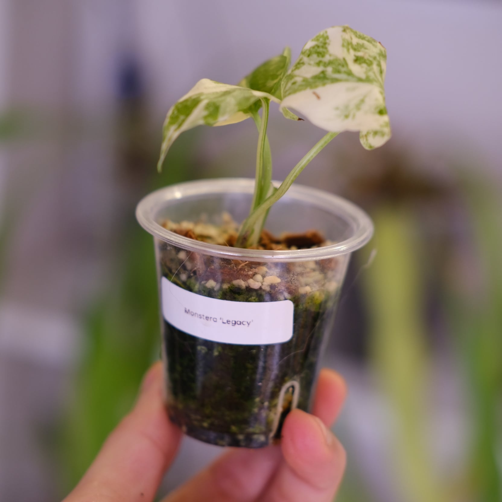 モンステラ・レガシー / Monstera 'Legacy'③ モンステラ・レガシー / Monstera deliciosa 'Legacy③ | tokyoplants