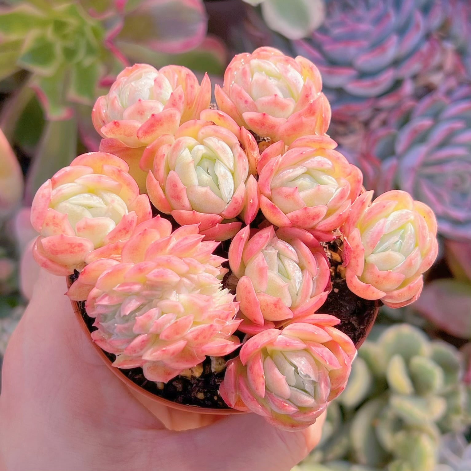 現品　クリームベリー#691　るる農園