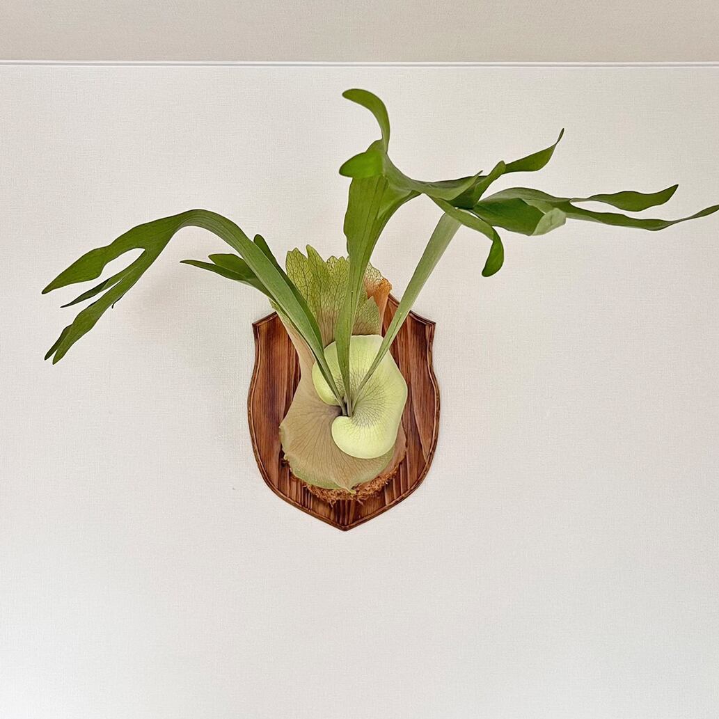 ビカクシダ 板付 2024012000004 2025.1/19〜】板付ビカクシダ P. monkey north（pup）_1 |