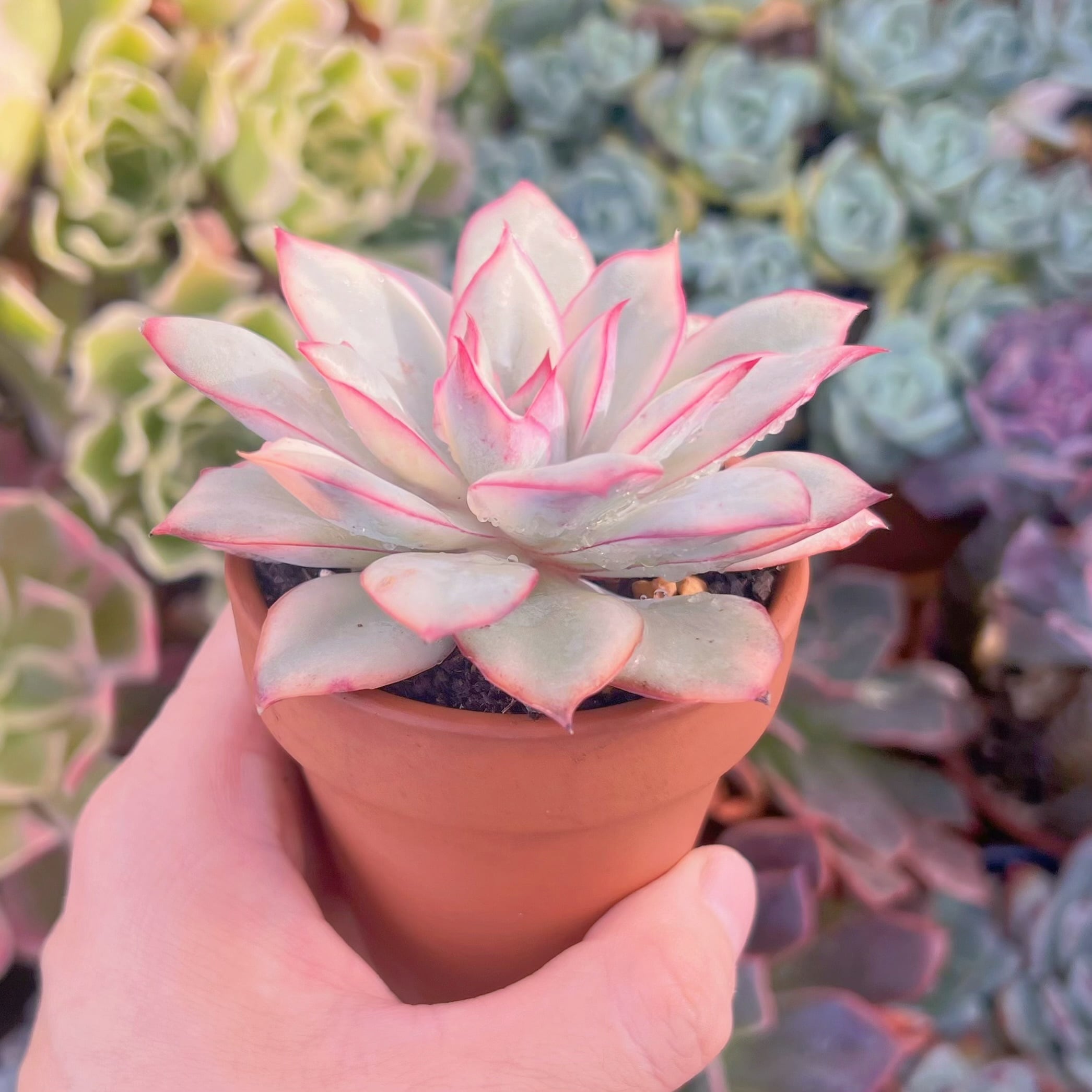 多肉植物 月光女神錦 新入荷 るる農園 | るる農園~多肉植物専門