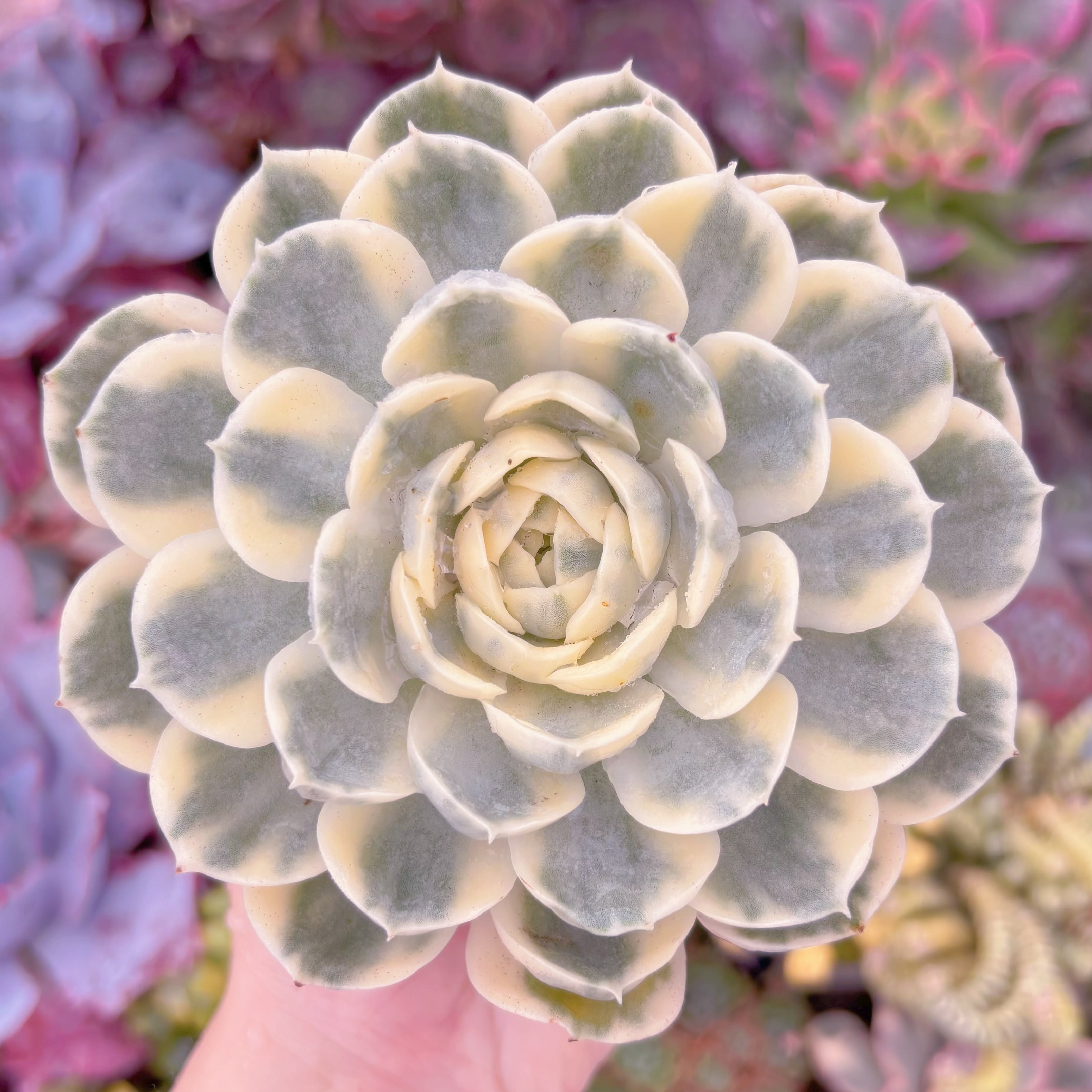 現品　オンスロー錦#C55　大苗　るる農園