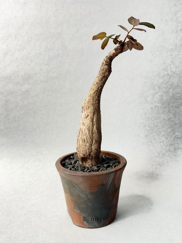 フィランサス・ミラビリス