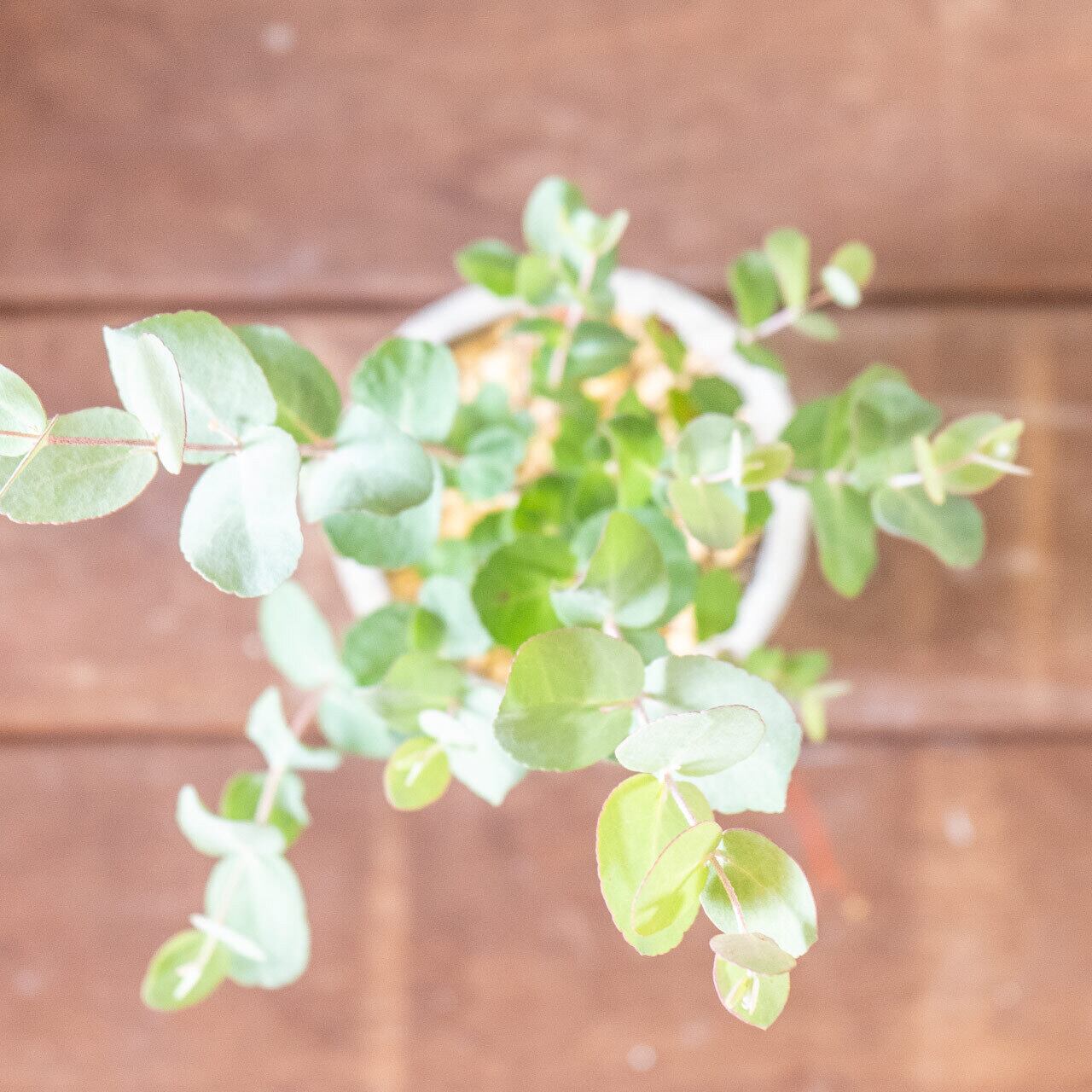 【形にこだわり抜いた】一株ごとの厳選仕入れで見つけた、美しいユーカリ・グニー。無機質な手づくりモルタル鉢との対比が際立つ一品|虫発生抑制|送料全国一律850円