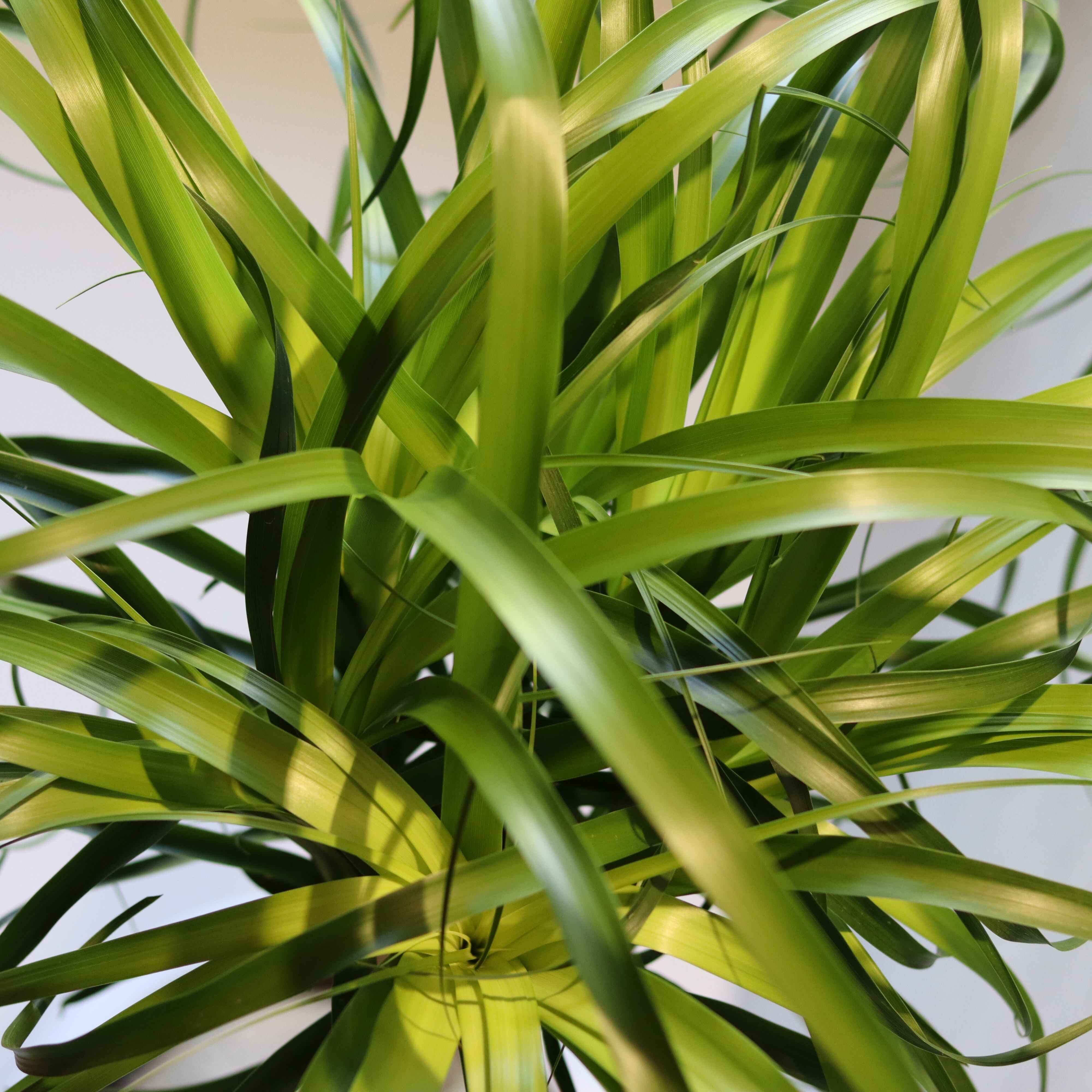 希少美形145cm 】トックリラン ポニーテール ノリナ 観葉植物 大型