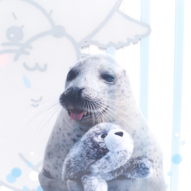 あぐ ひよりのクリアファイル 公式 アザラシシーパラダイスグッズショップ あぐ ひよりのクリアファイル 公式 アザラシシーパラダイスグッズショップ