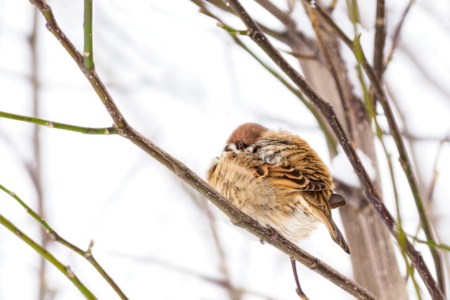 【ポストカード】もふっ！【すずめ】