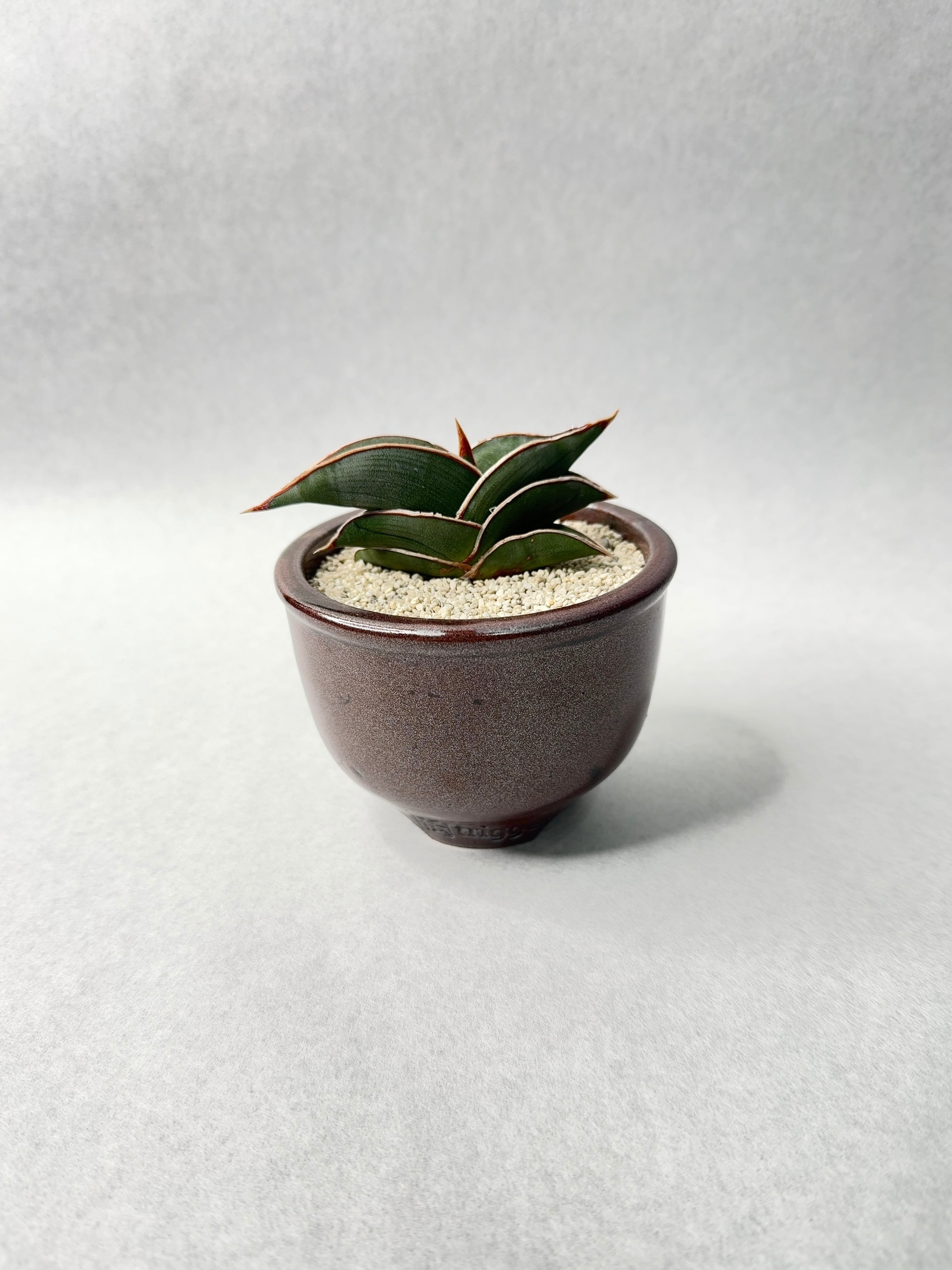 サンセベリア・ロリダ | trigger