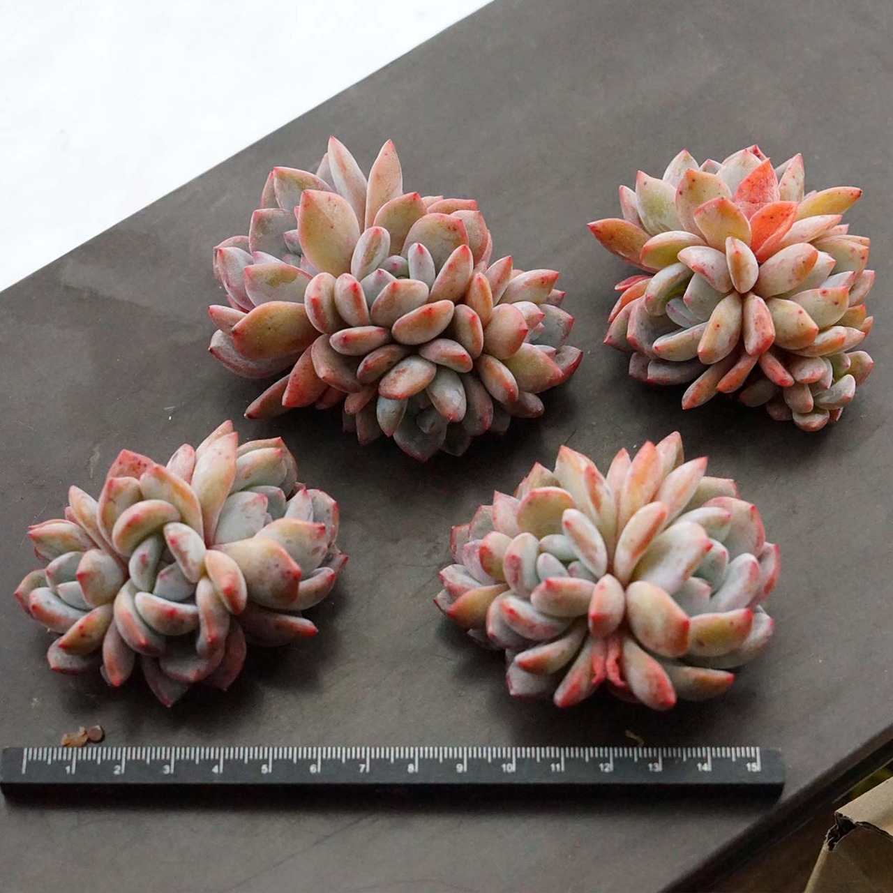 カット苗 オレンジファッジ 群生株 Echeveria 'Orange Fudge'