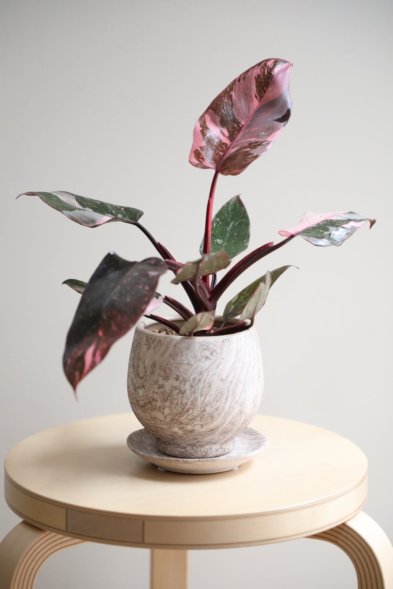 M】フィロデンドロン ピンクプリンセス/Philodendron Pink Princess