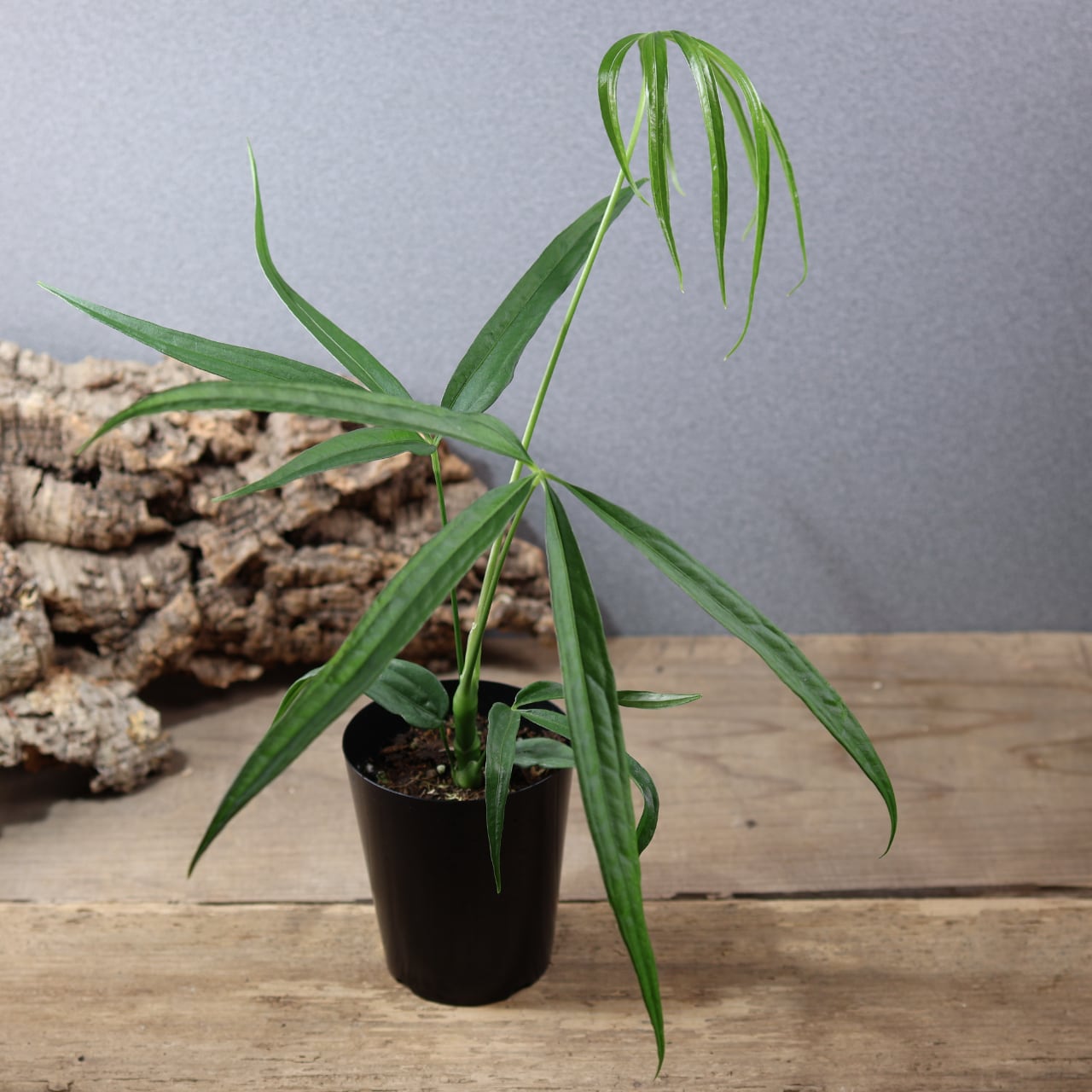 MARX PLANTS | 観葉植物・多肉植物・塊根植物